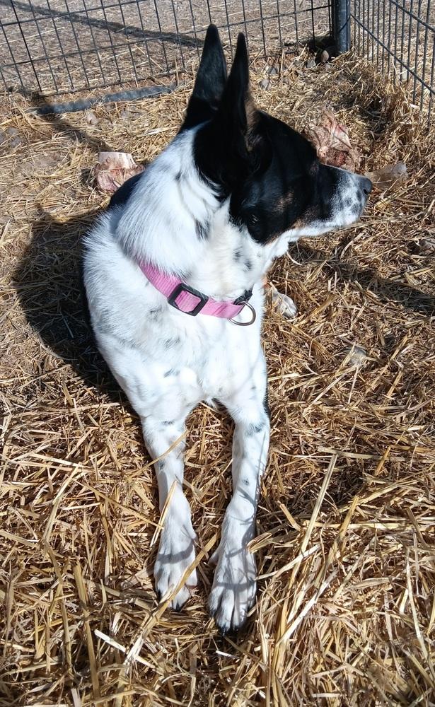 Enlarge Filly, a Adoptable mixed breed in Challis, ID image 4/4