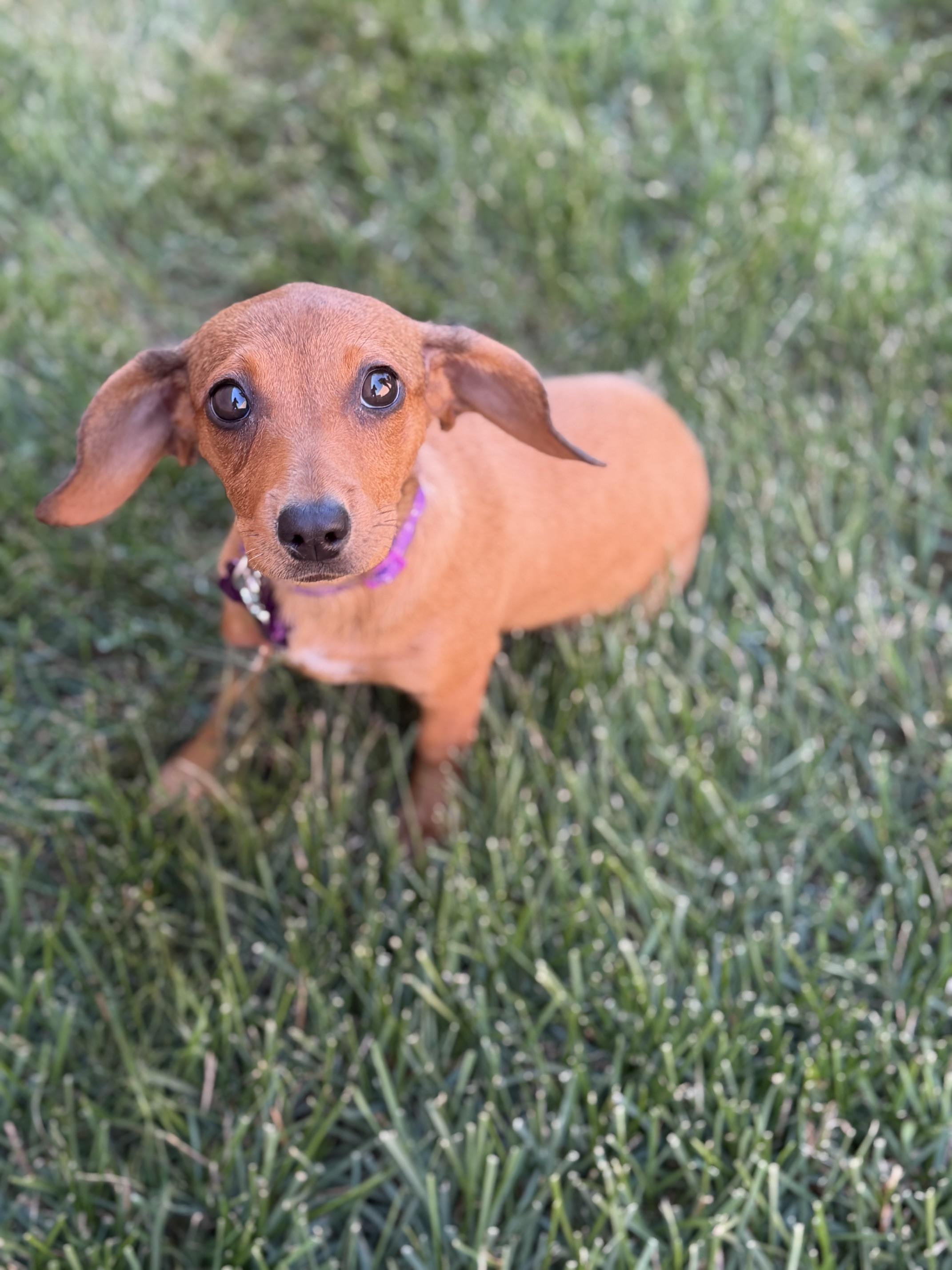 Enlarge Ciara, an adoptable mixed breed in Schaumburg, IL image 3/5