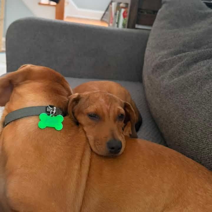 Enlarge Ciara, an adoptable mixed breed in Schaumburg, IL image 5/5