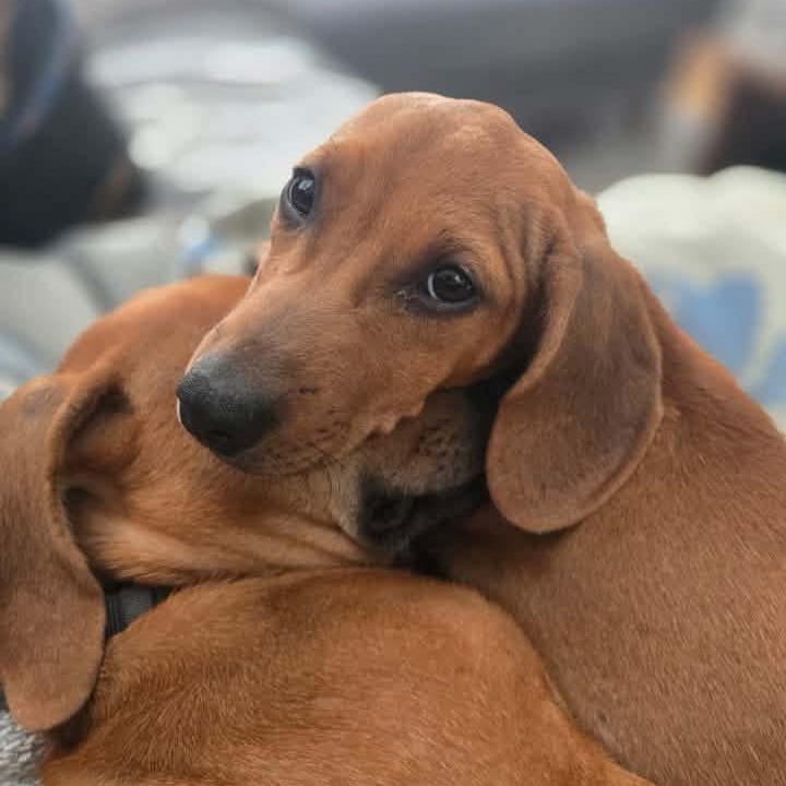 Ciara, adoptable, Puppy Female Mixed Breed.