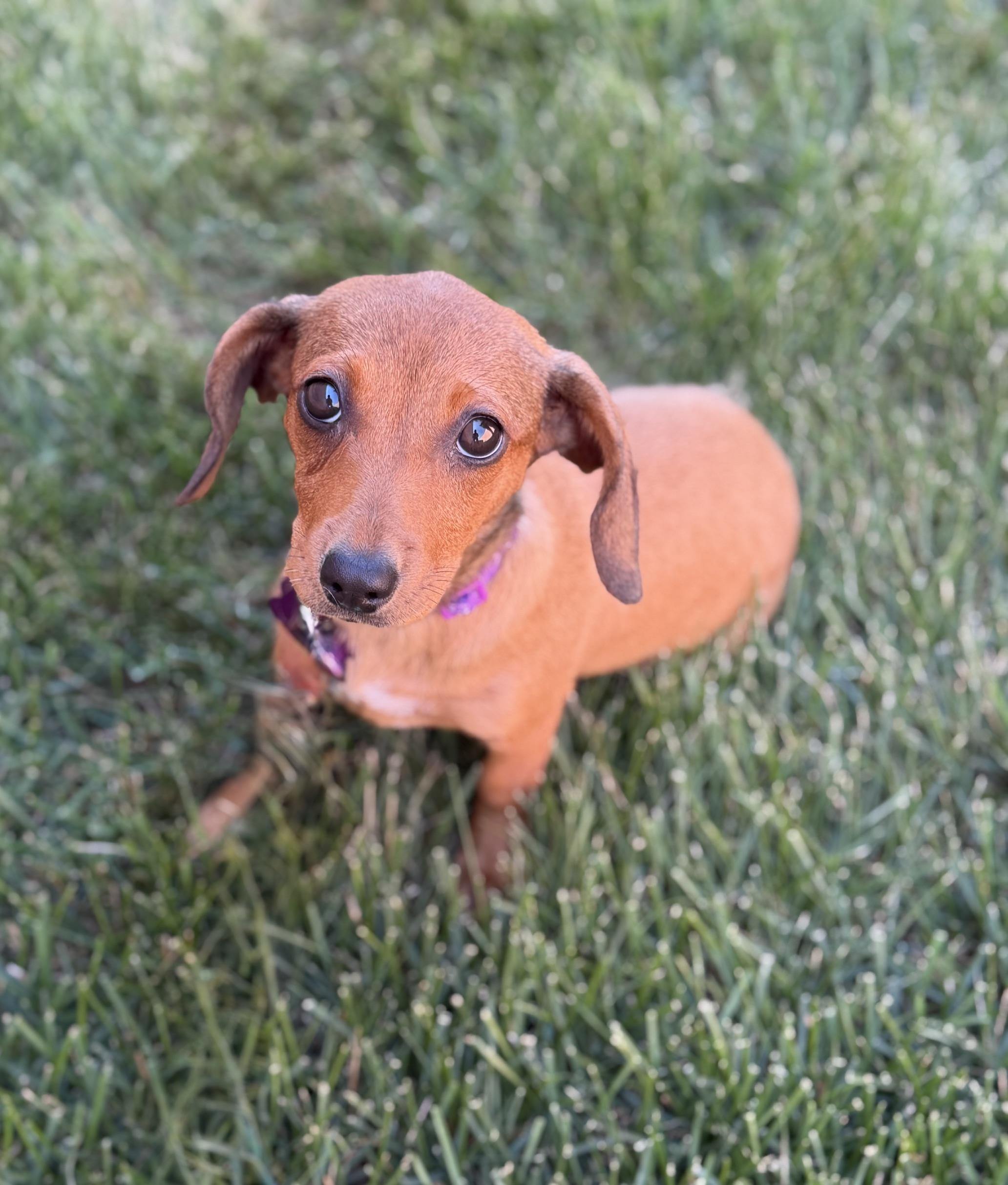 Enlarge Ciara, an adoptable mixed breed in Schaumburg, IL image 2/5