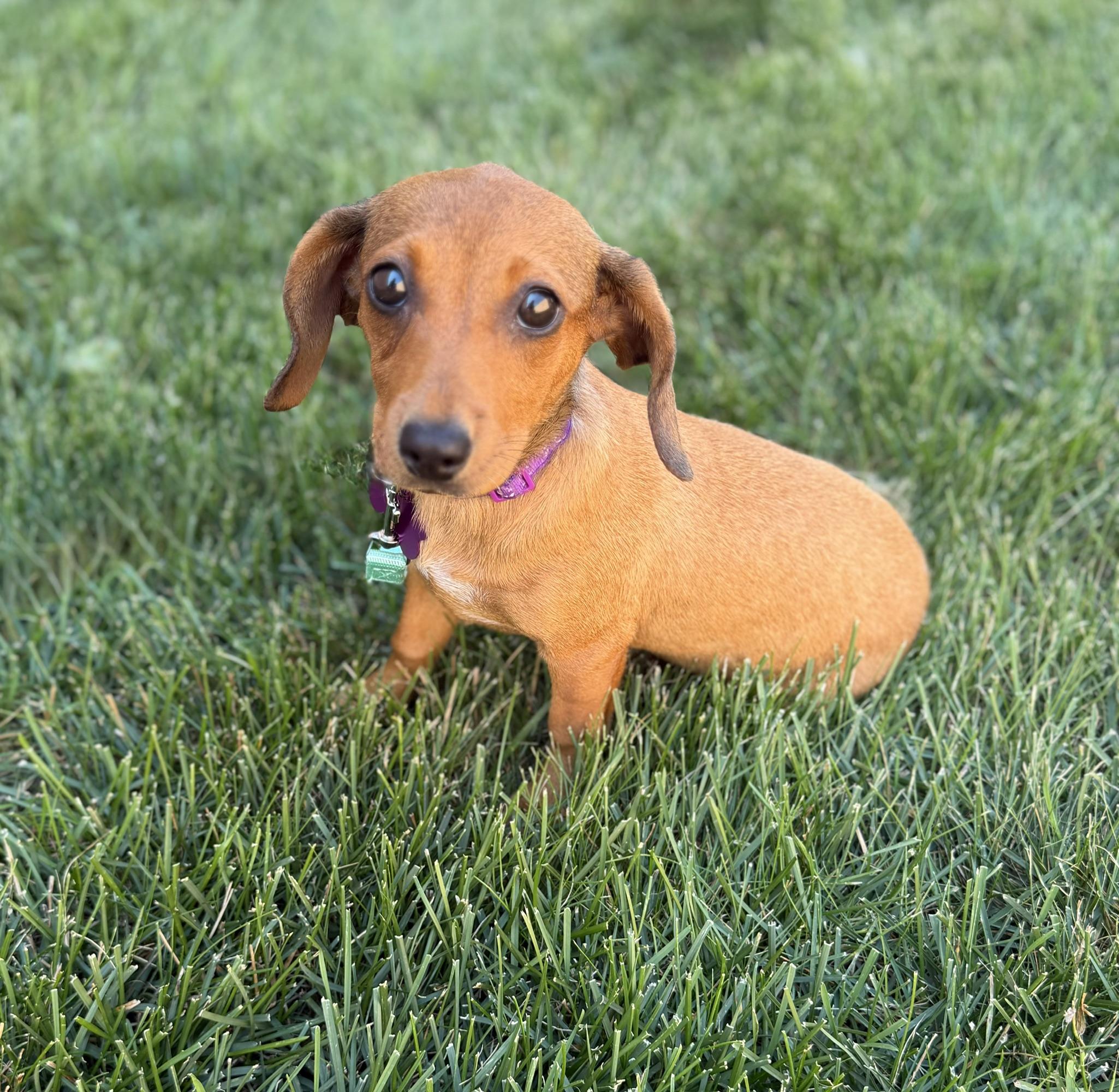 Enlarge Ciara, an adoptable mixed breed in Schaumburg, IL image 4/5