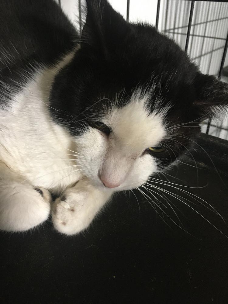 Enlarge Luke, a Adoptable Domestic Short Hair in Jersey City, NJ image 1/1