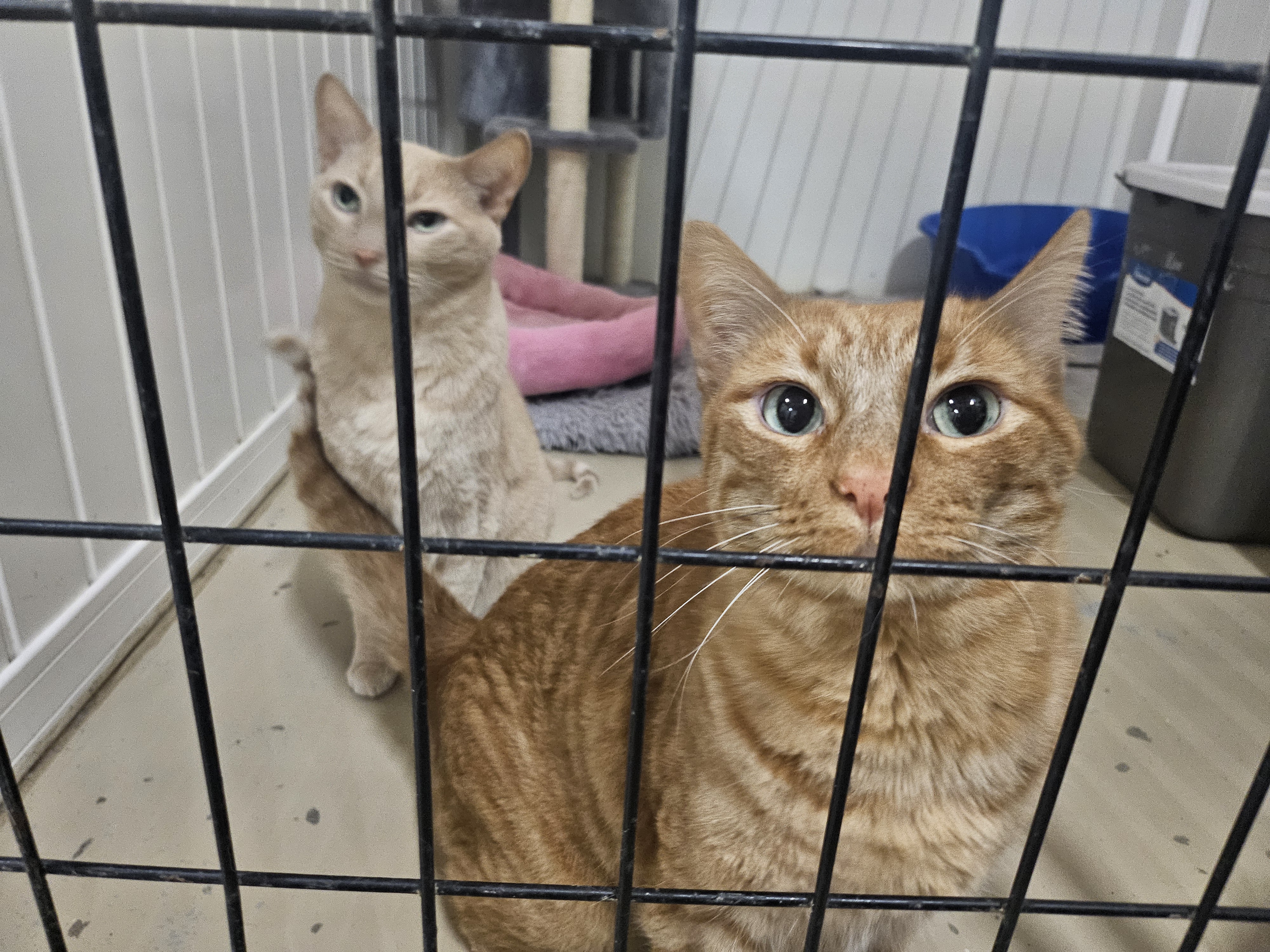 Enlarge Pete, a Adopted Domestic Short Hair in South Elgin, IL image 1/1