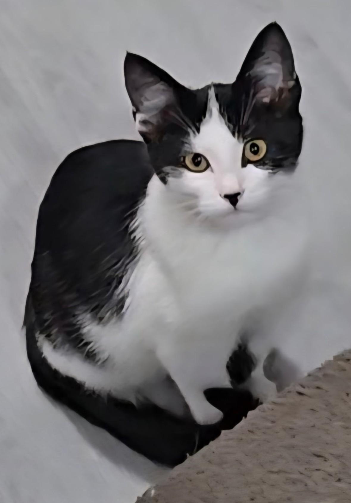 Enlarge Major, a Adoptable Domestic Short Hair in Silverton, OR image 1/1