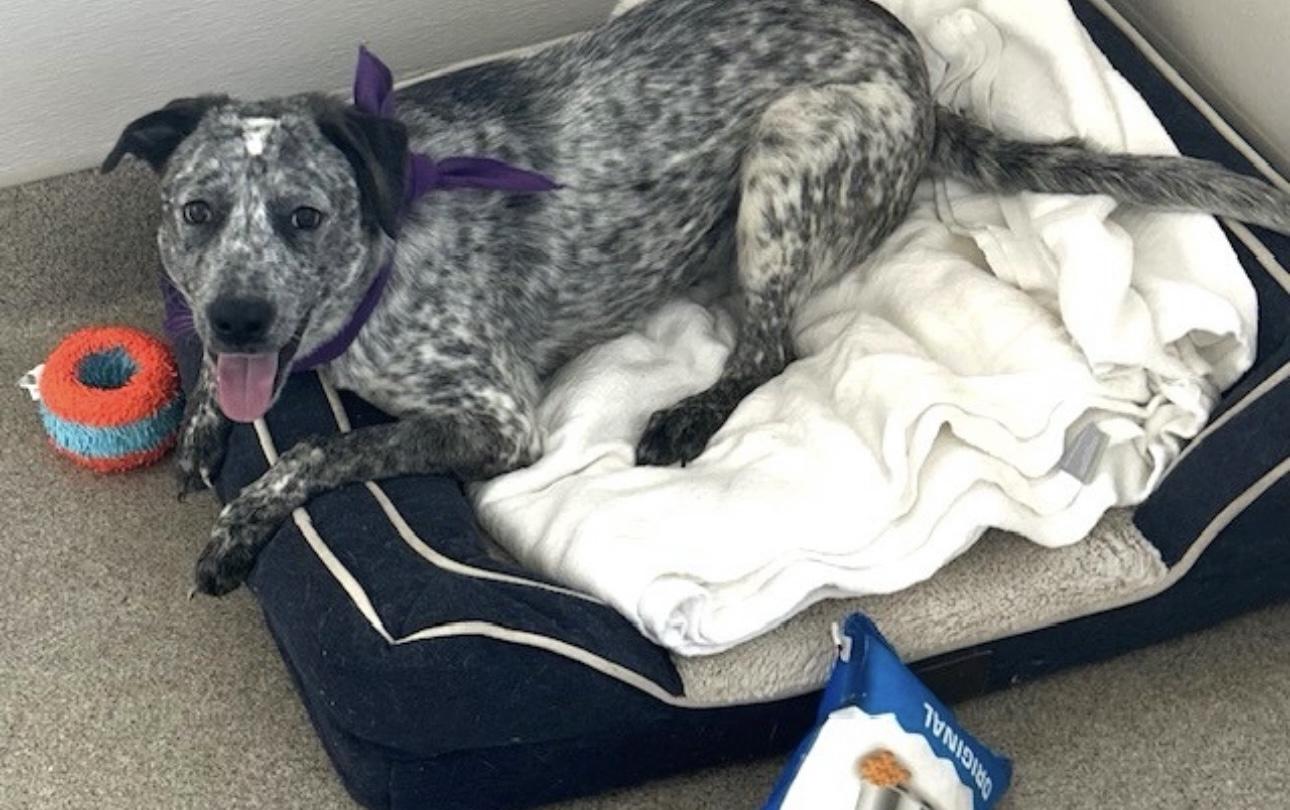 Carly, a Adoptable Australian Cattle Dog / Blue Heeler in Overland Park, KS image 5/6