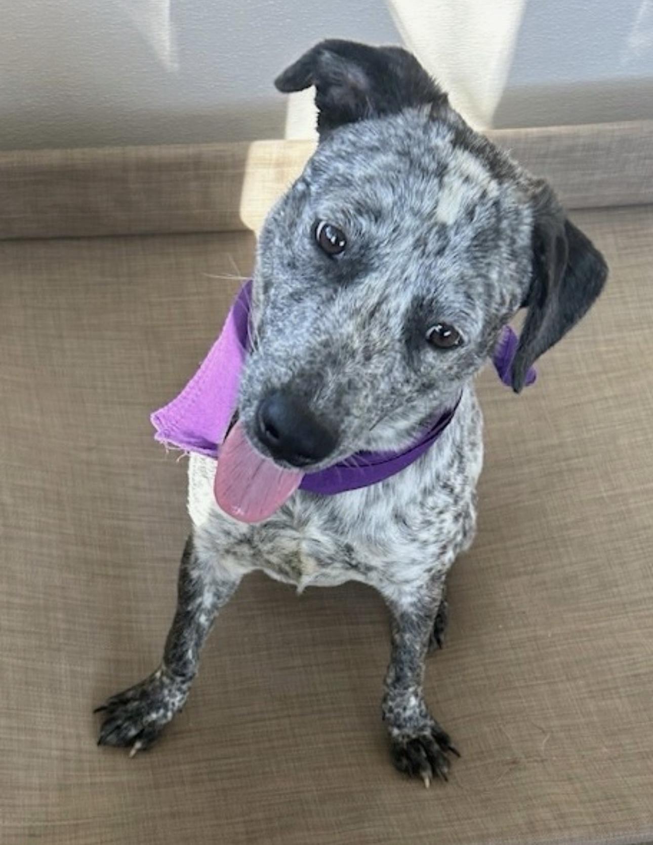 Carly, a Adoptable Australian Cattle Dog / Blue Heeler in Overland Park, KS image 2/6
