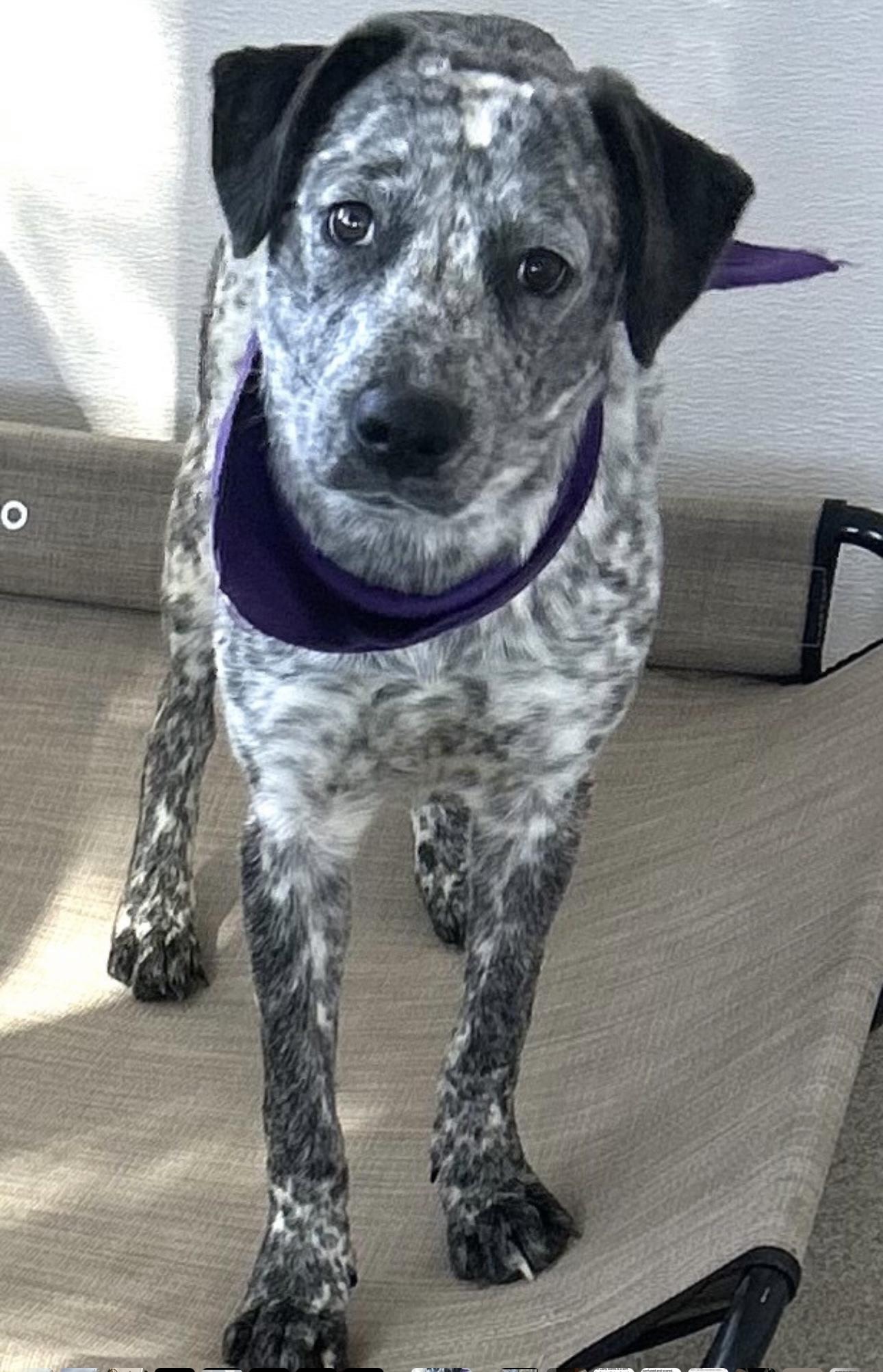 Carly, Adoptable, Young Female Australian Cattle Dog / Blue Heeler.