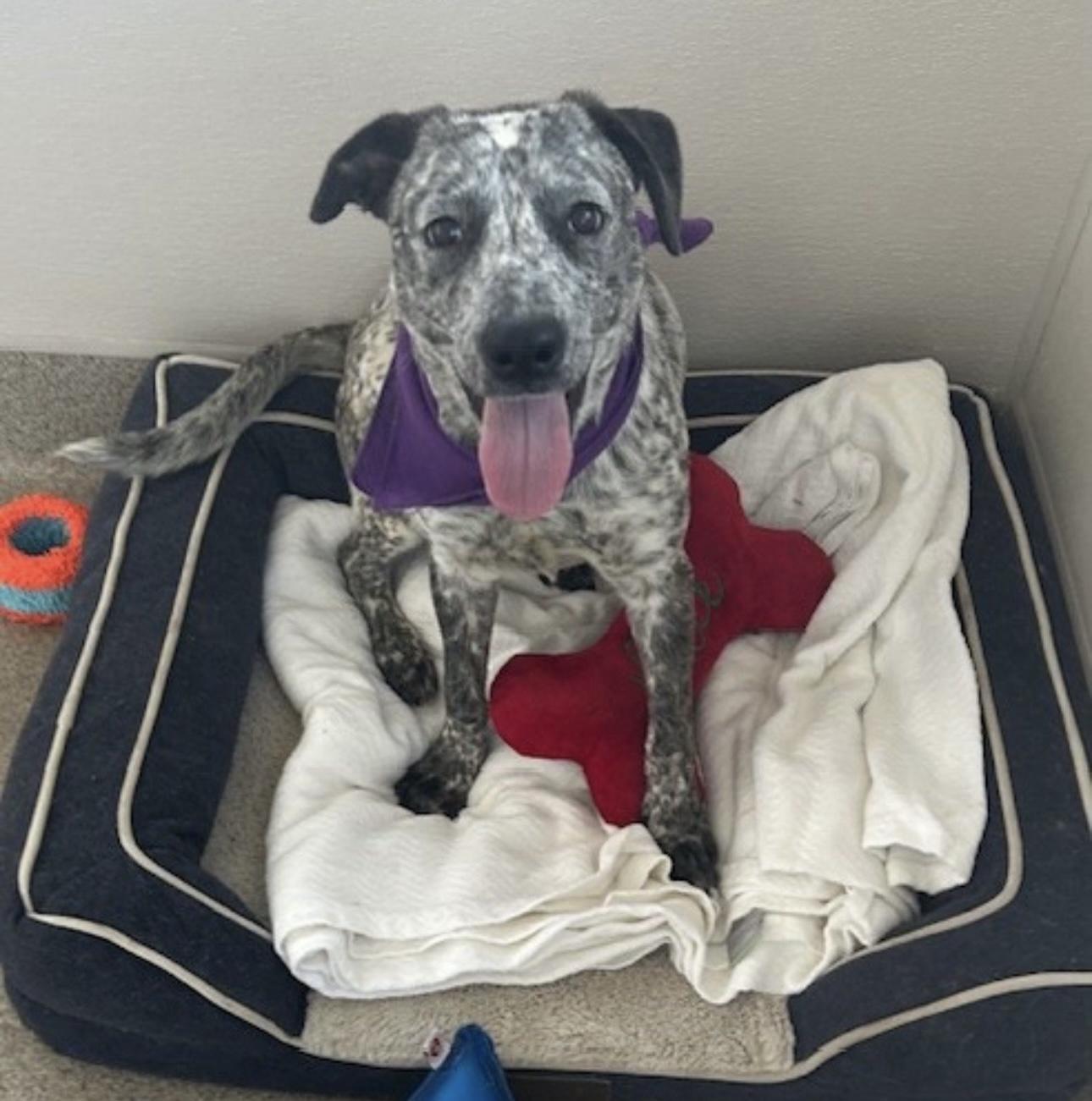 Carly, a Adoptable Australian Cattle Dog / Blue Heeler in Overland Park, KS image 4/6