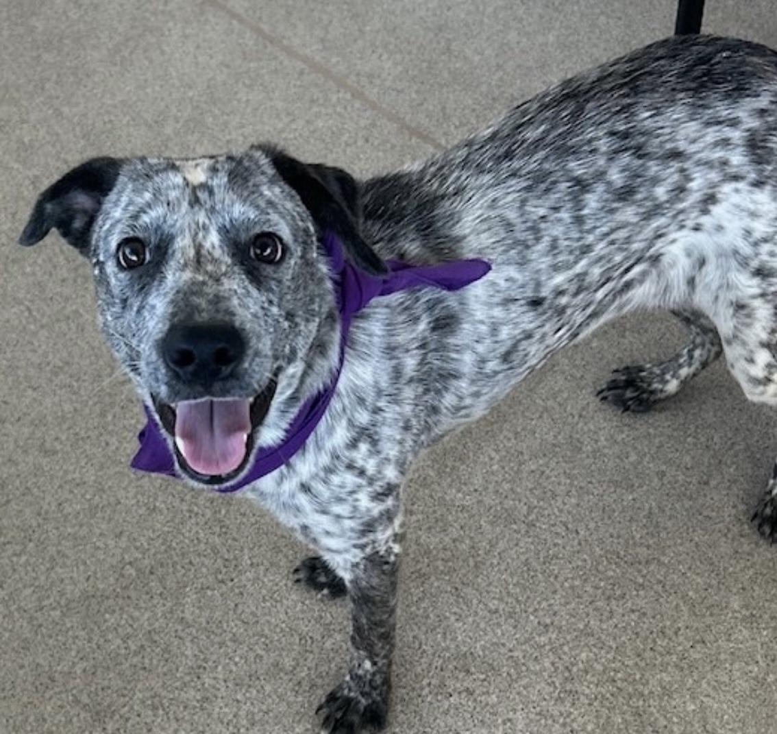 Carly, a Adoptable Australian Cattle Dog / Blue Heeler in Overland Park, KS image 6/6