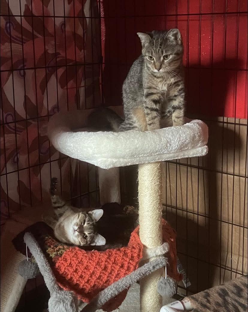 Enlarge French Toast, a Adoptable Domestic Short Hair in Carnegie, PA image 4/5