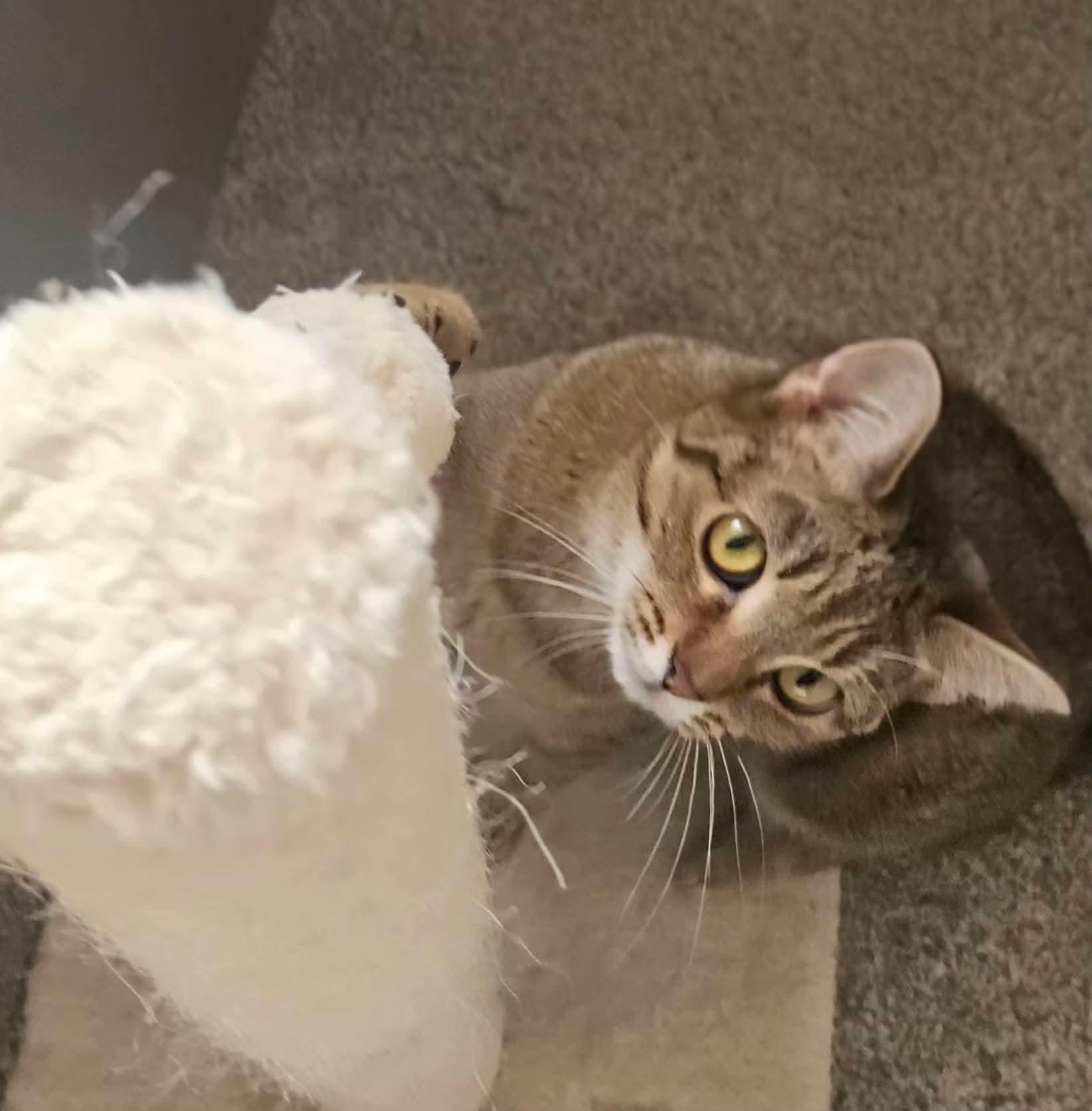Enlarge French Toast, a Adoptable Domestic Short Hair in Carnegie, PA image 6/6