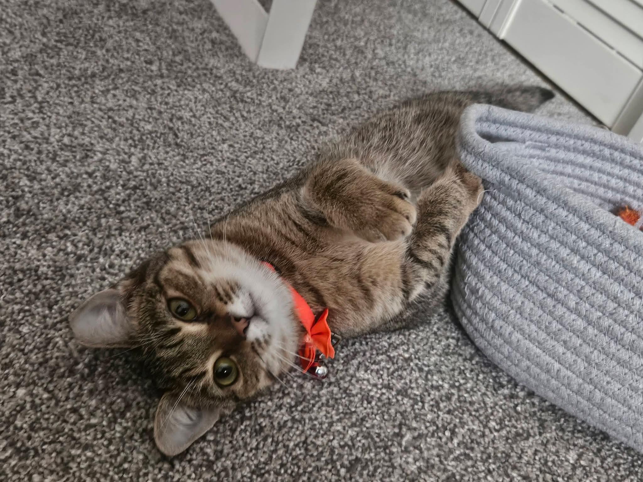 French Toast, a Adoptable Domestic Short Hair in Carnegie, PA image 4/6