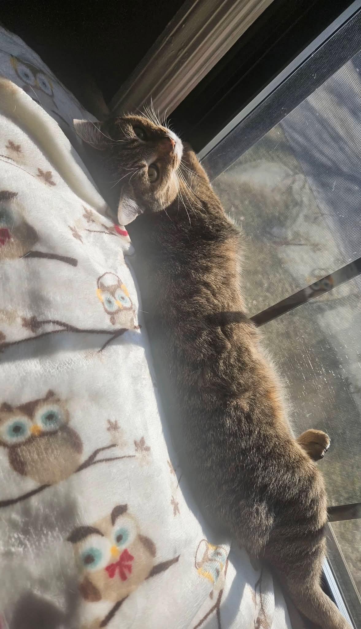 French Toast, a Adoptable Domestic Short Hair in Carnegie, PA image 3/6