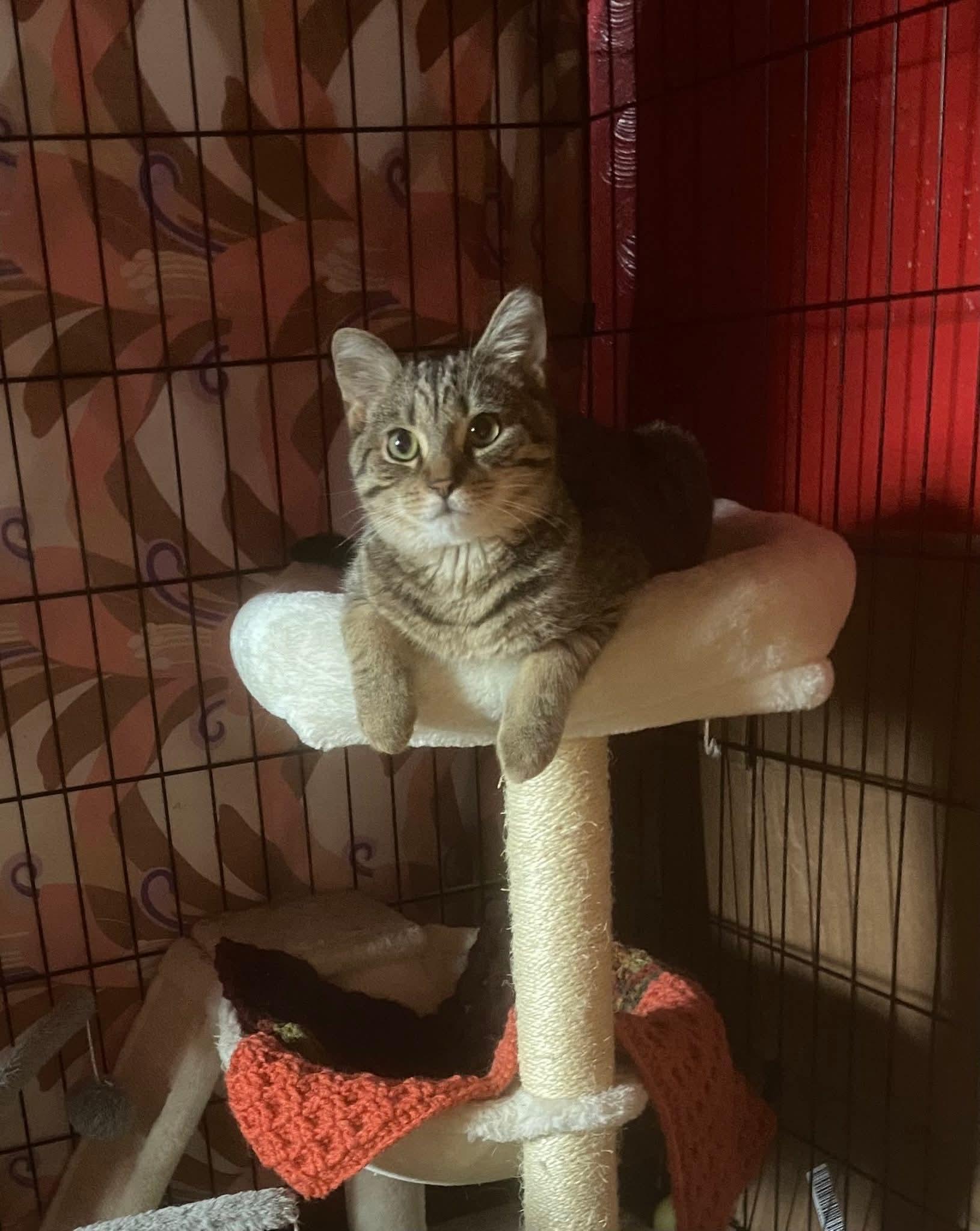 Enlarge French Toast, a Adoptable Domestic Short Hair in Carnegie, PA image 1/5