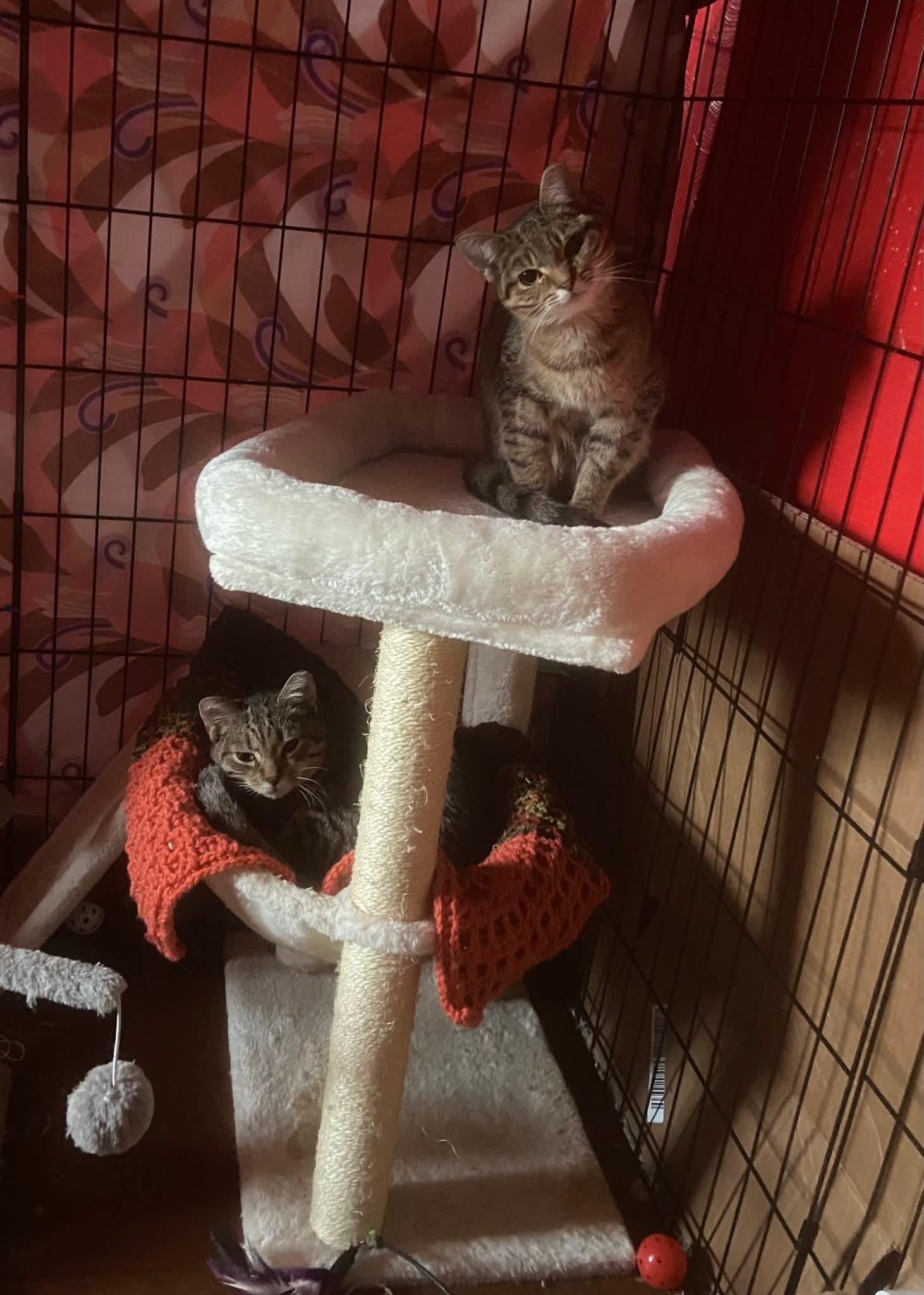 Enlarge French Toast, a Adoptable Domestic Short Hair in Carnegie, PA image 2/5