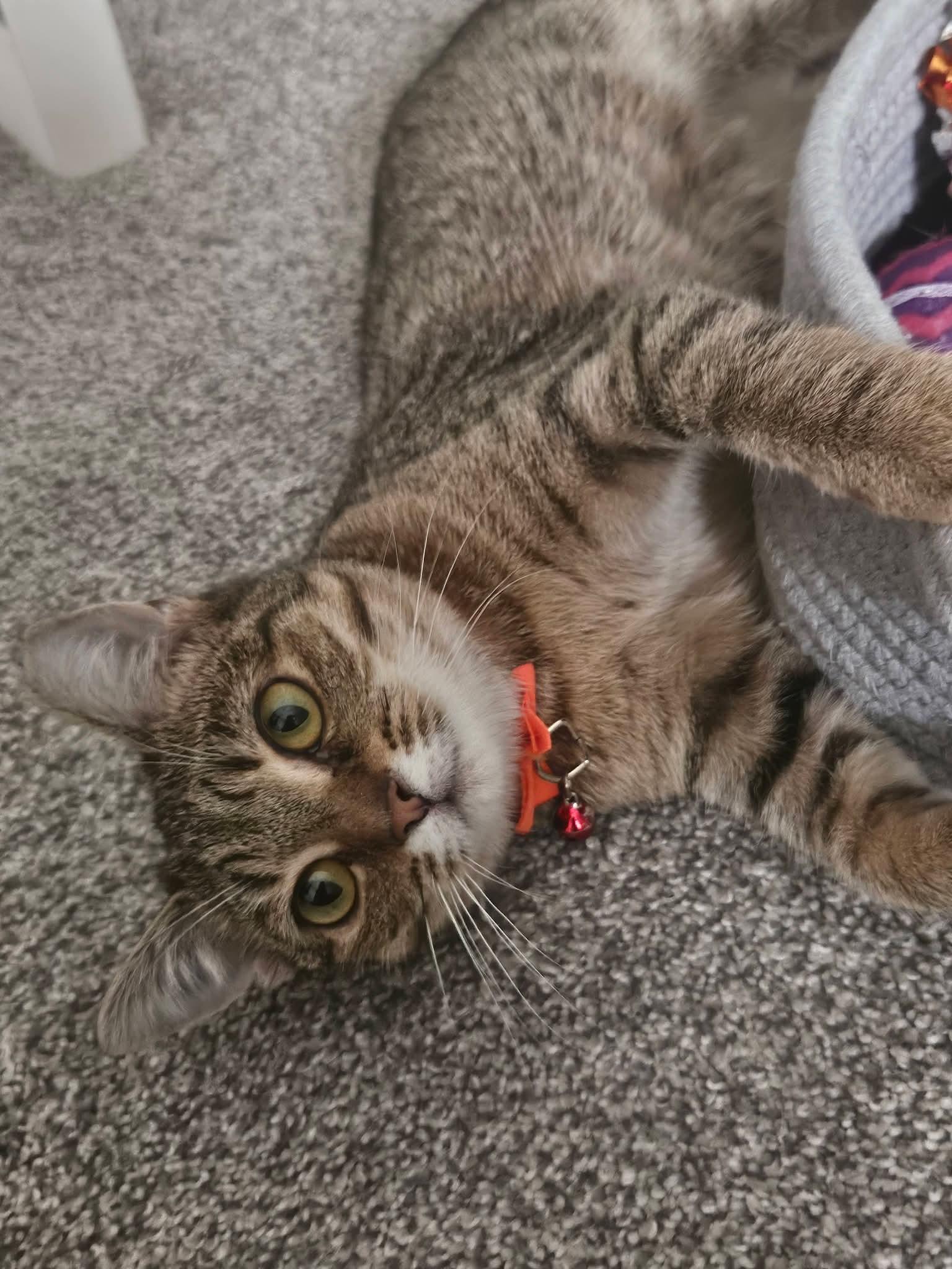 French Toast, a Adoptable Domestic Short Hair in Carnegie, PA image 2/6