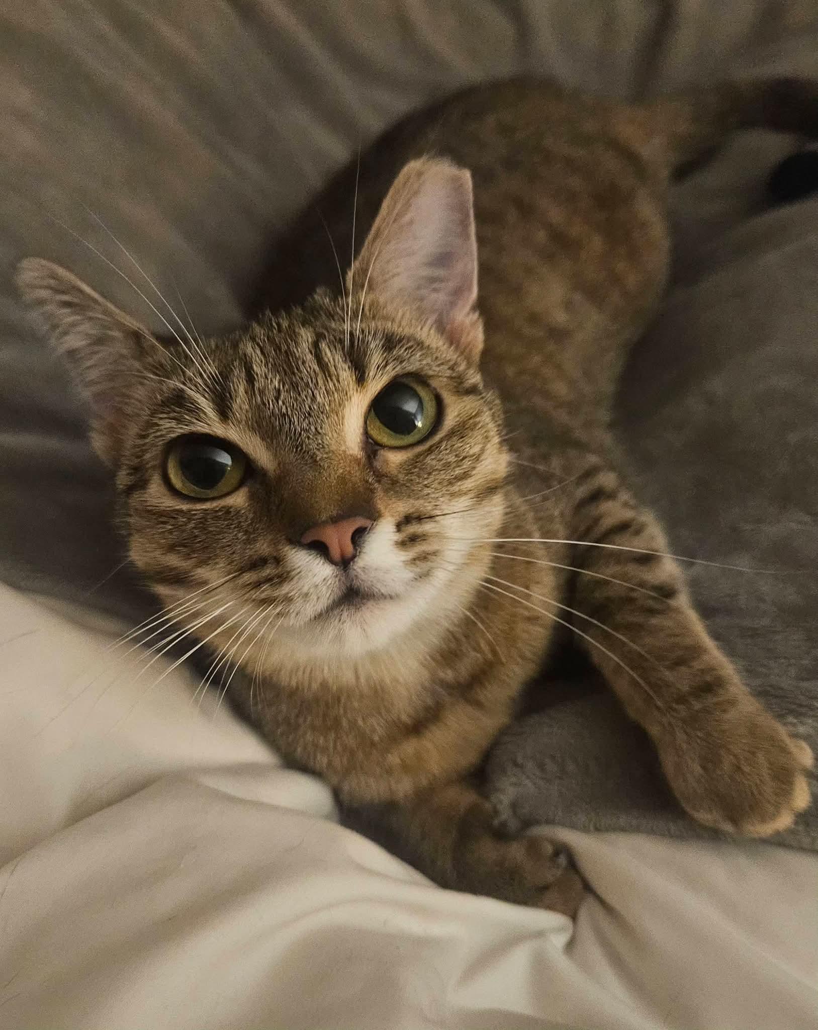 French Toast, Adoptable, Young Female Domestic Short Hair.