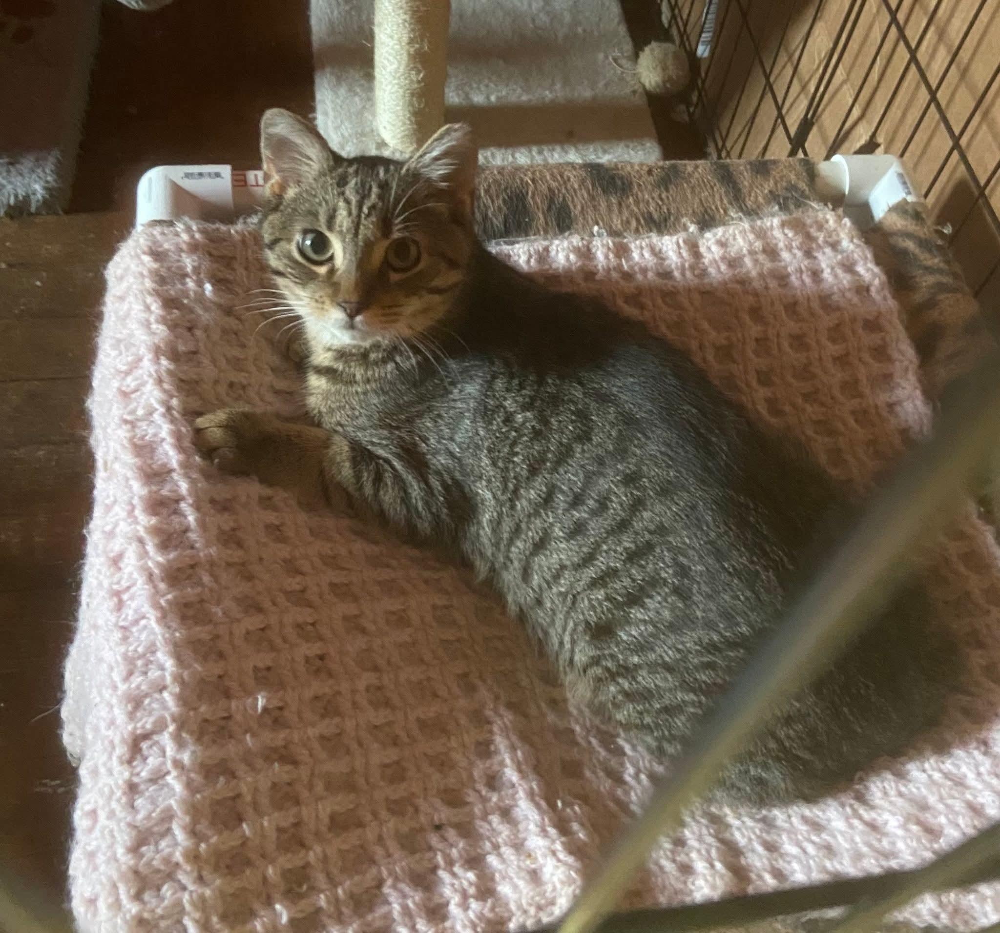 Enlarge French Toast, a Adoptable Domestic Short Hair in Carnegie, PA image 5/5