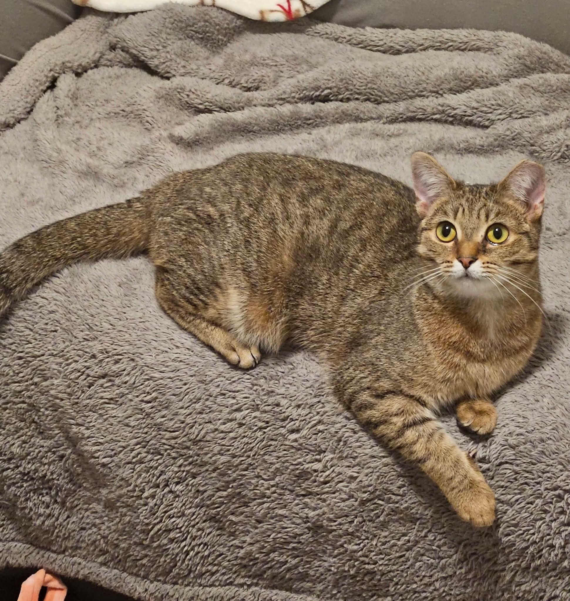 French Toast, a Adoptable Domestic Short Hair in Carnegie, PA image 5/6