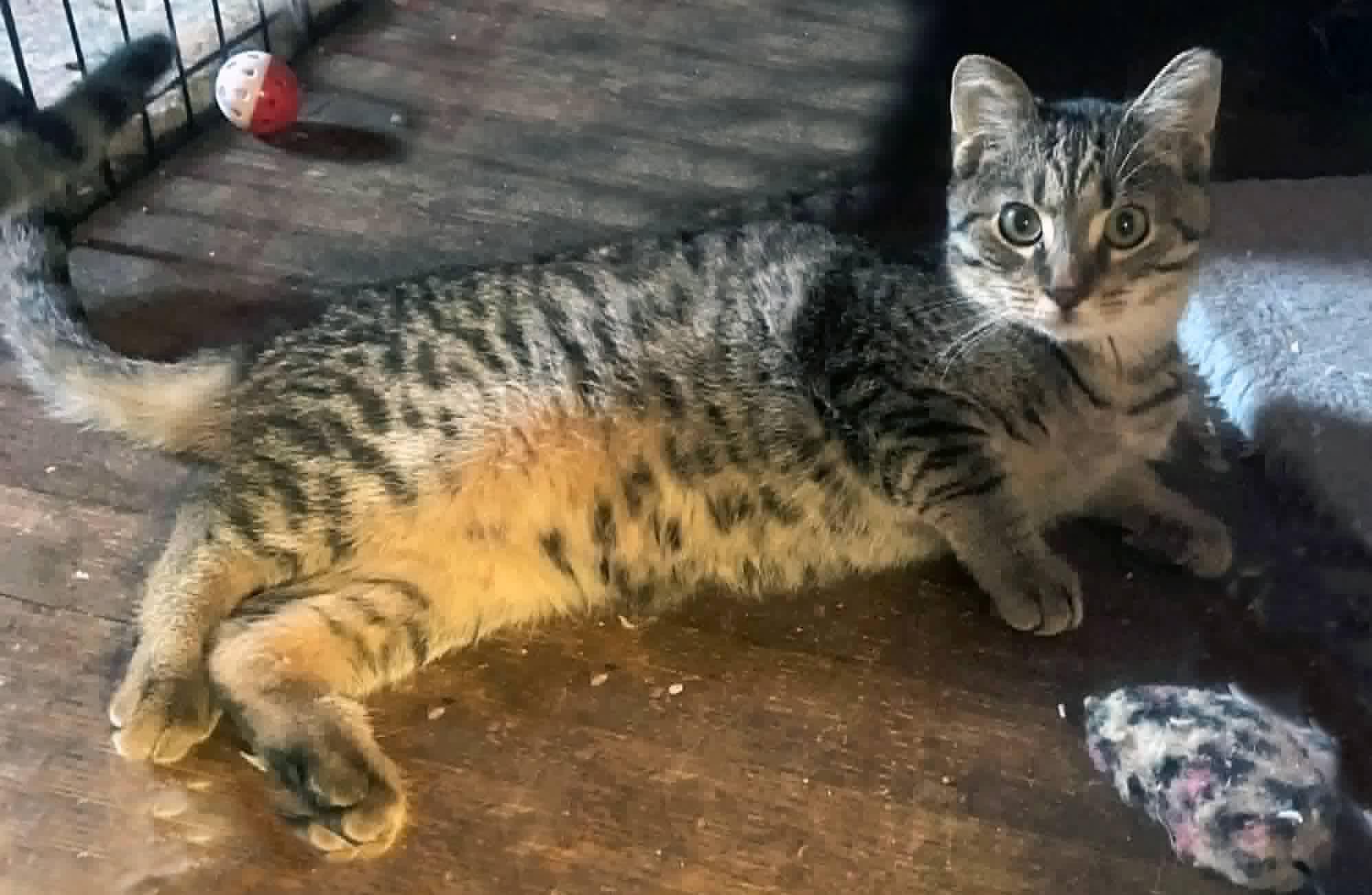 Enlarge French Toast, a Adoptable Domestic Short Hair in Carnegie, PA image 3/5