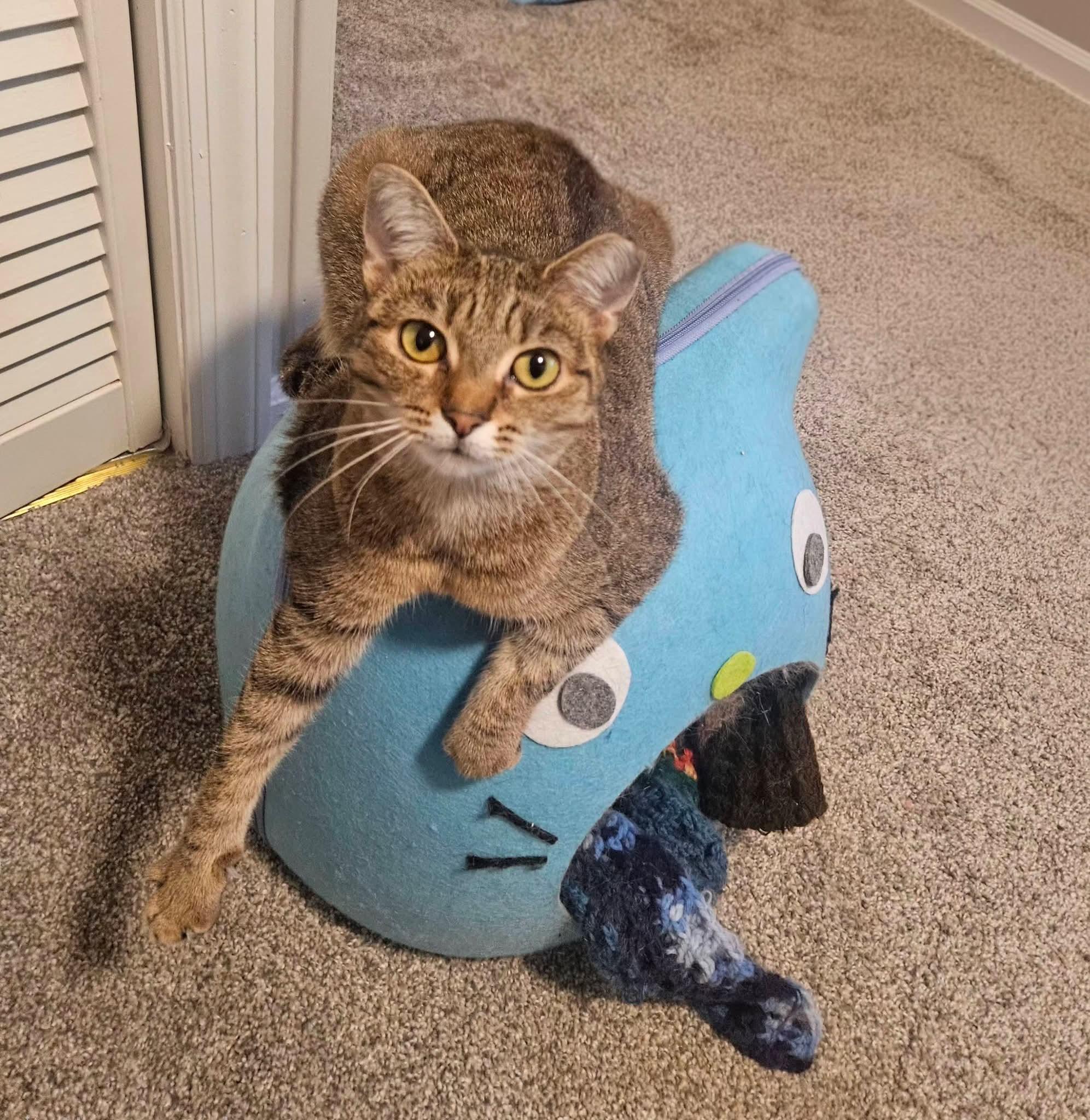 Enlarge French Toast, a Adoptable Domestic Short Hair in Carnegie, PA image 2/6