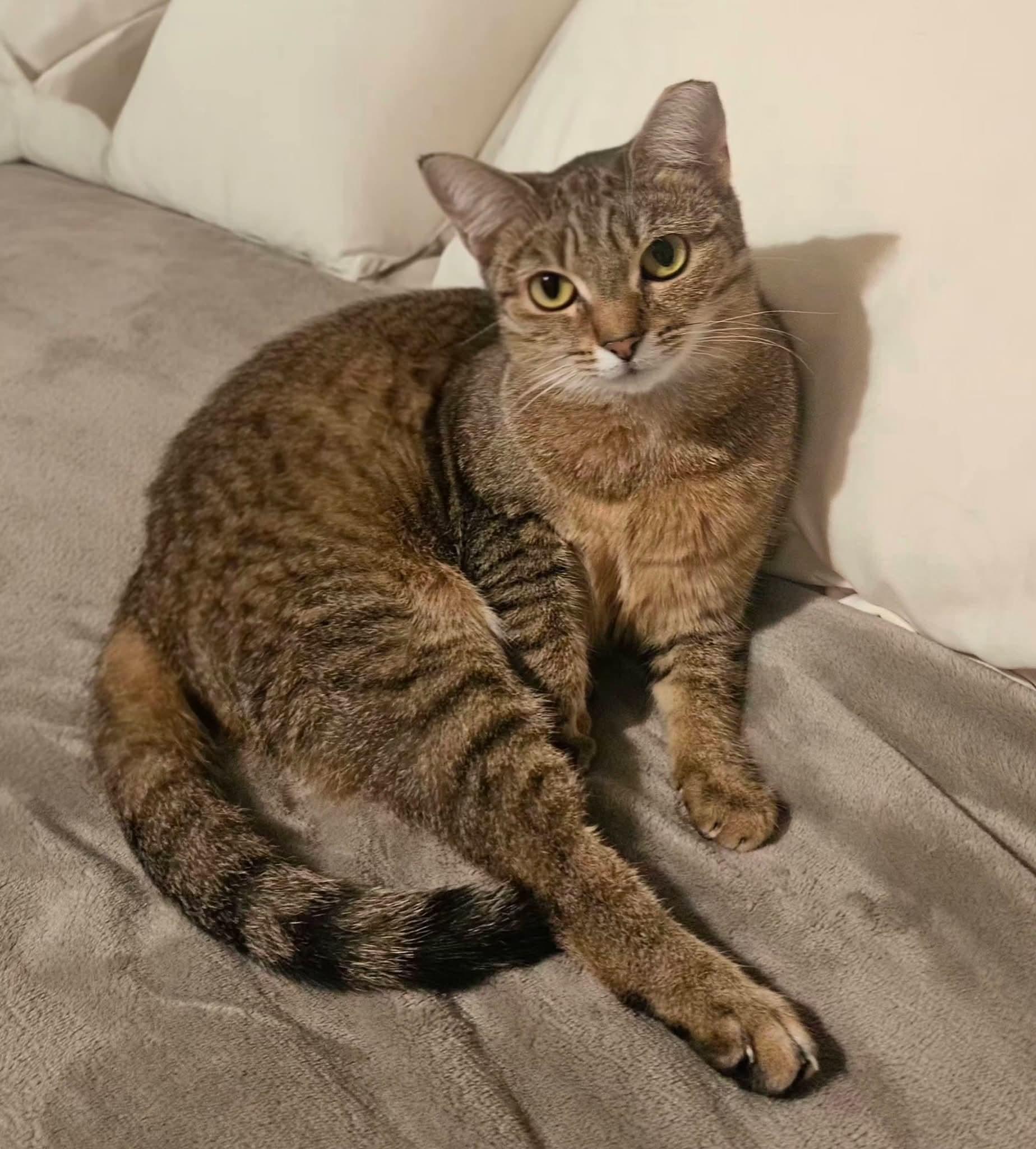 Enlarge French Toast, a Adoptable Domestic Short Hair in Carnegie, PA image 5/6