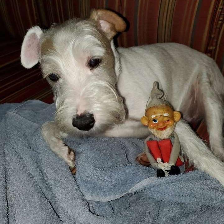 Charlie, Adoptable, Senior Male Jack Russell Terrier.