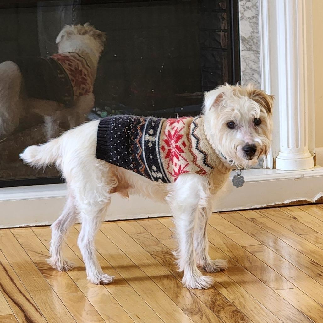 Charlie, a Adoptable Jack Russell Terrier in Toms Brook, VA image 2/5