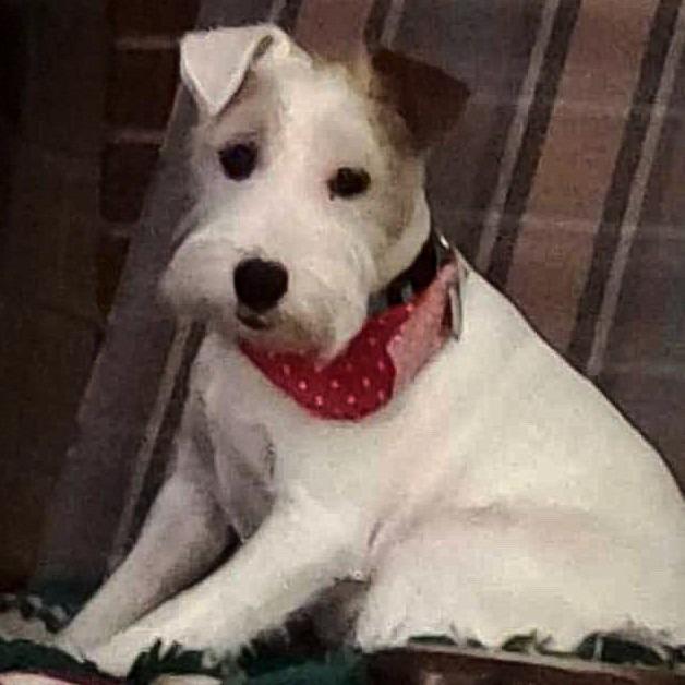 Charlie, a Adoptable Jack Russell Terrier in Toms Brook, VA image 3/5