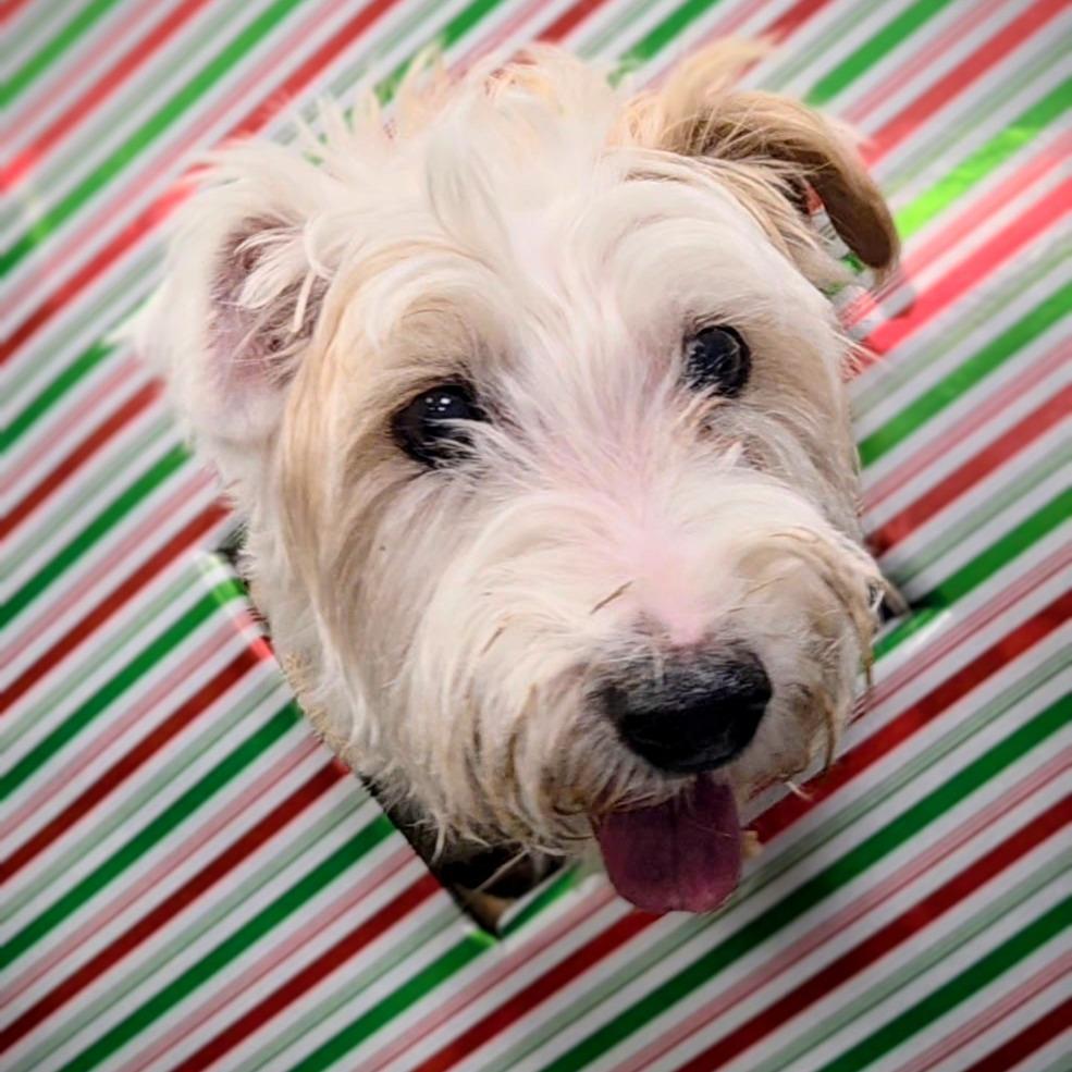 Charlie, a Adoptable Jack Russell Terrier in Toms Brook, VA image 4/5