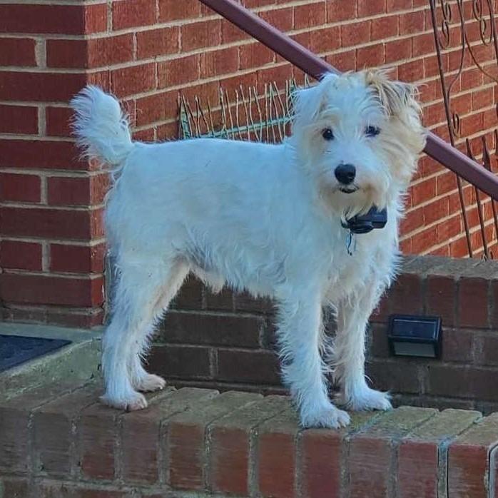 Charlie, a Adoptable Jack Russell Terrier in Toms Brook, VA image 5/5