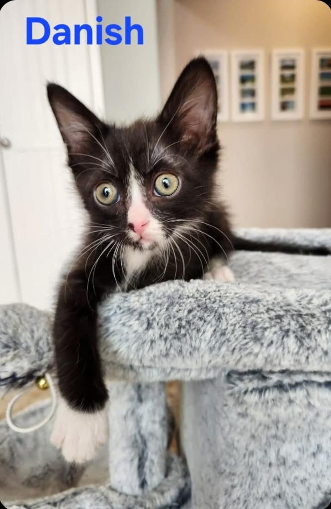 Danish, Adoptable, Kitten Male Domestic Short Hair.