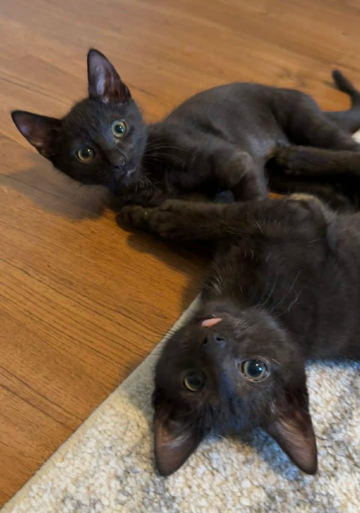 Enlarge Cliff, an adopted Domestic Short Hair in Wilmington, NC image 1/2