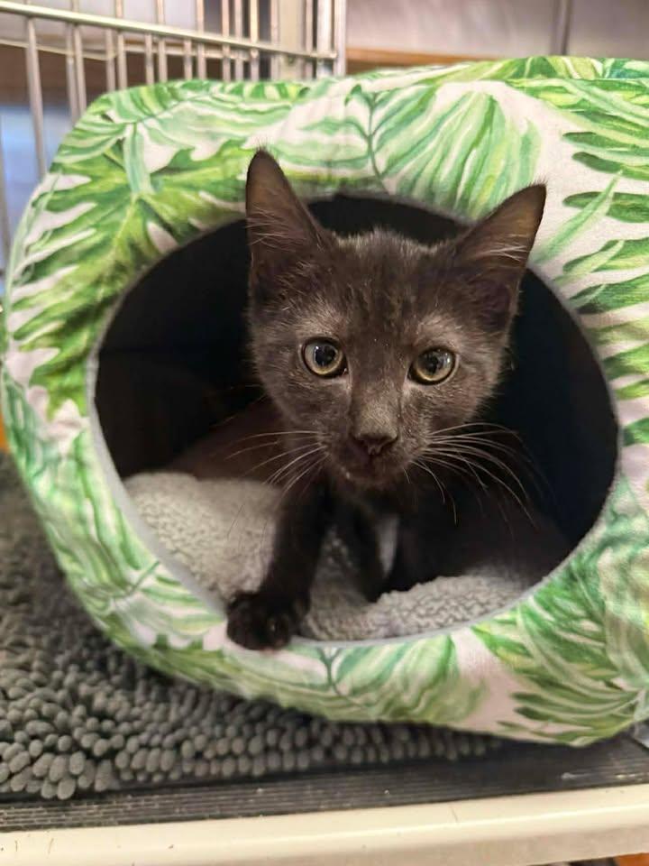 Enlarge Cliff, an adopted Domestic Short Hair in Wilmington, NC image 2/2