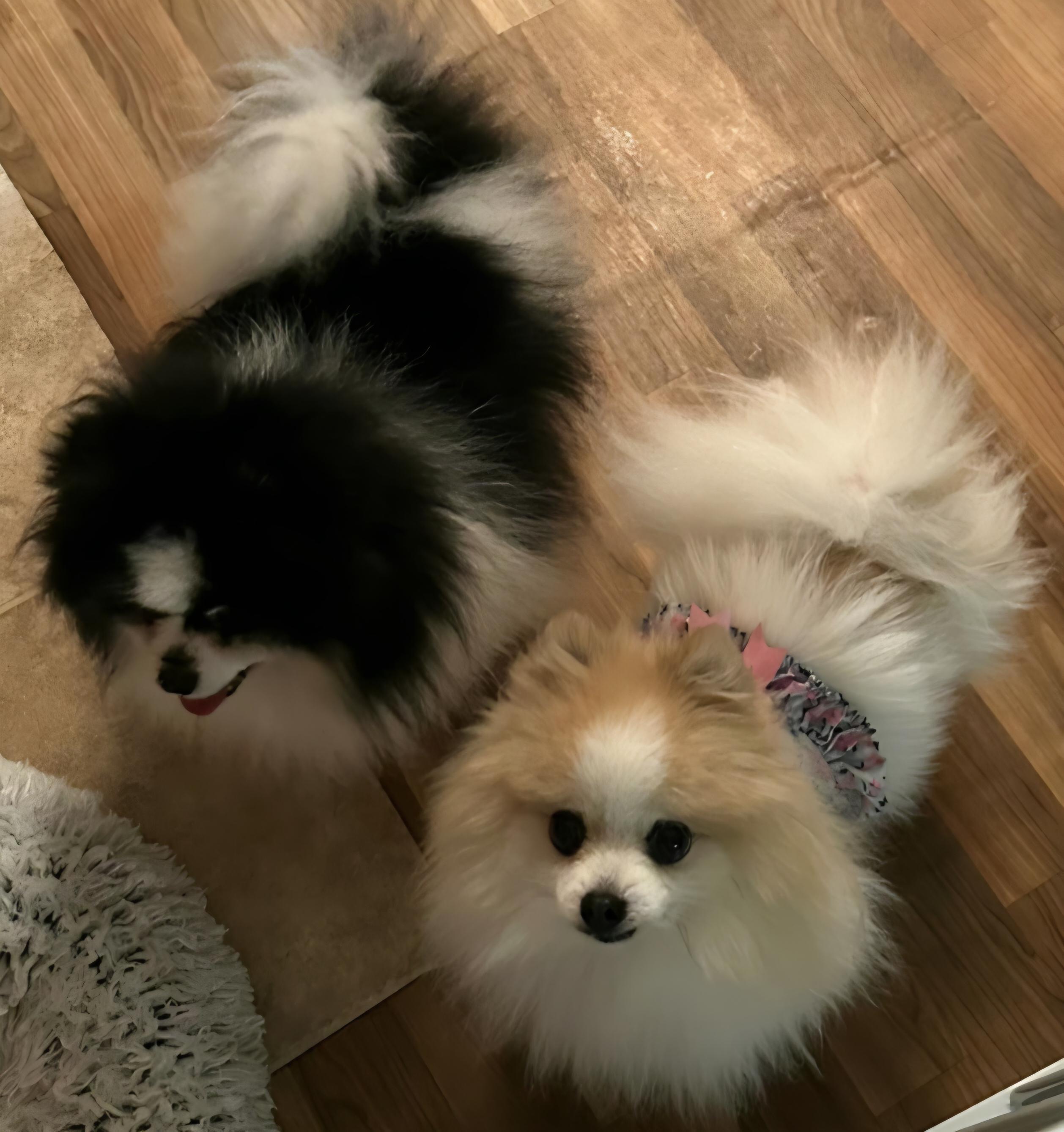 Sunny, ADOPTABLE, Senior Female Pomeranian.