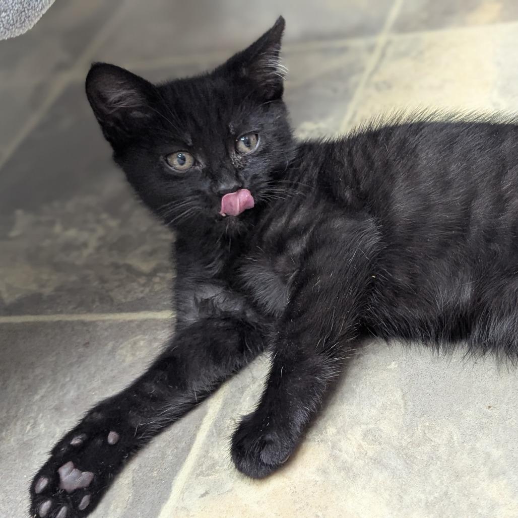 Nickel, Adoptable, Kitten Male Domestic Short Hair.