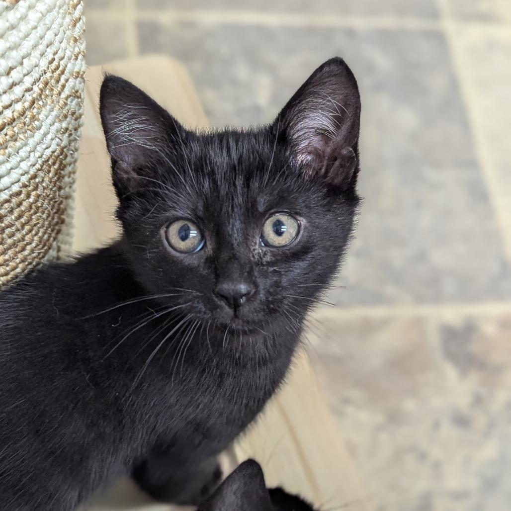 Enlarge Nickel, a Adoptable Domestic Short Hair in Abbotsford, BC image 2/6