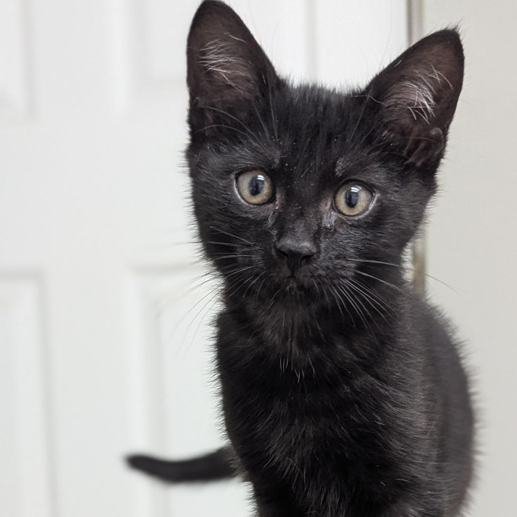Enlarge Nickel, a Adoptable Domestic Short Hair in Abbotsford, BC image 3/6