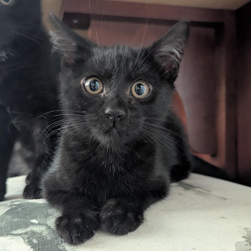 Enlarge Nickel, a Adoptable Domestic Short Hair in Abbotsford, BC image 4/6