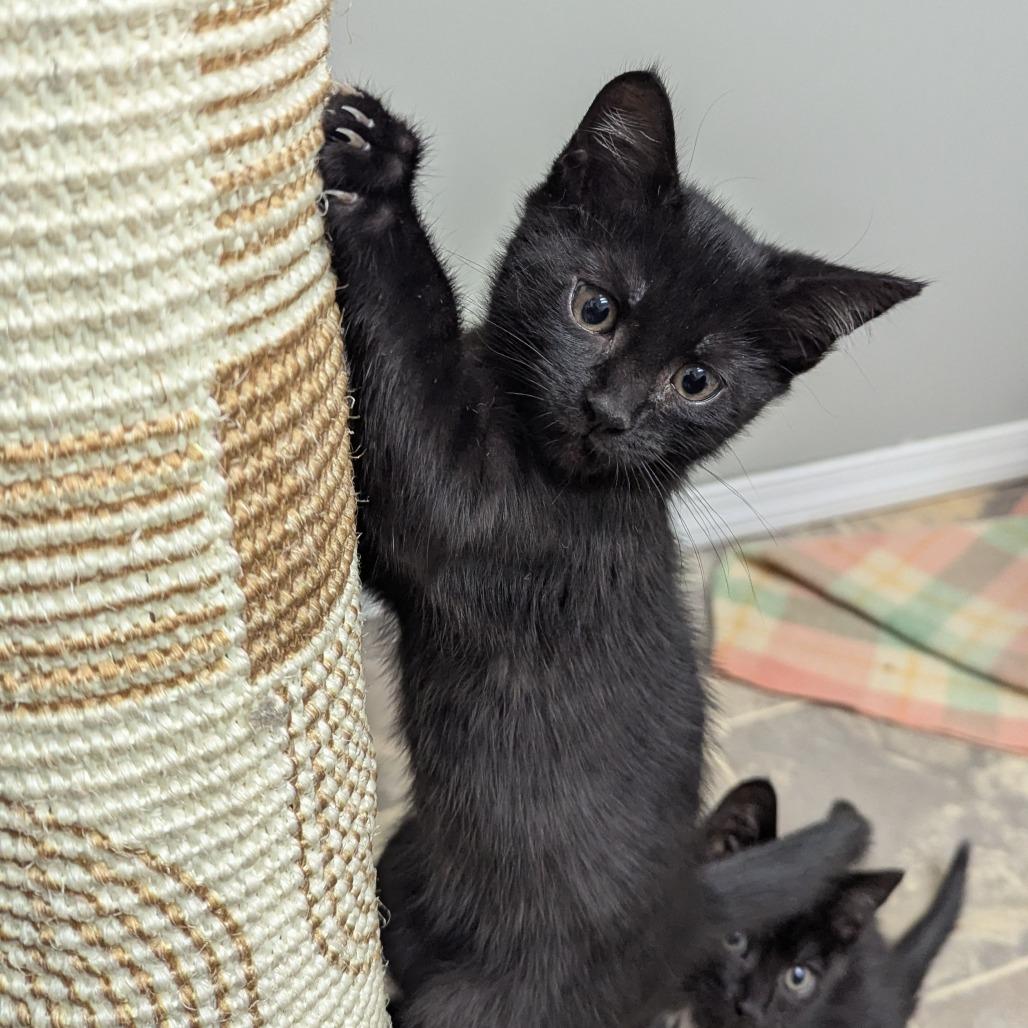 Enlarge Nickel, a Adoptable Domestic Short Hair in Abbotsford, BC image 5/6
