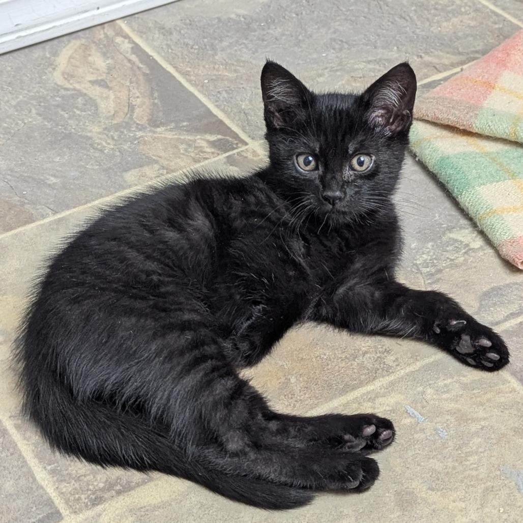 Enlarge Nickel, a Adoptable Domestic Short Hair in Abbotsford, BC image 6/6