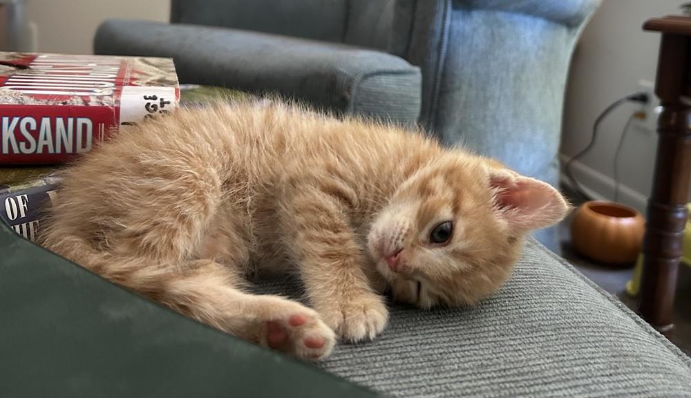 Bella, a Adoptable Domestic Medium Hair in Henrico, VA image 1/4