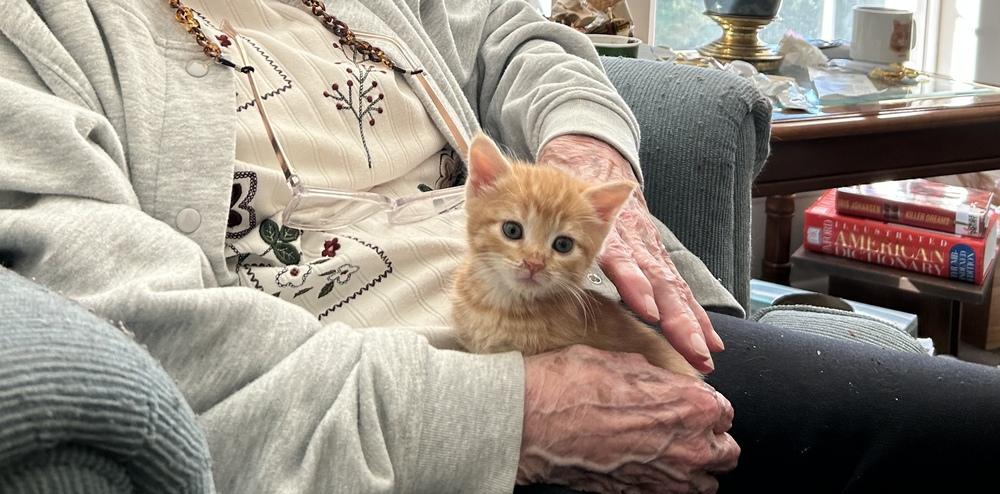 Bella, a Adoptable Domestic Medium Hair in Henrico, VA image 2/4