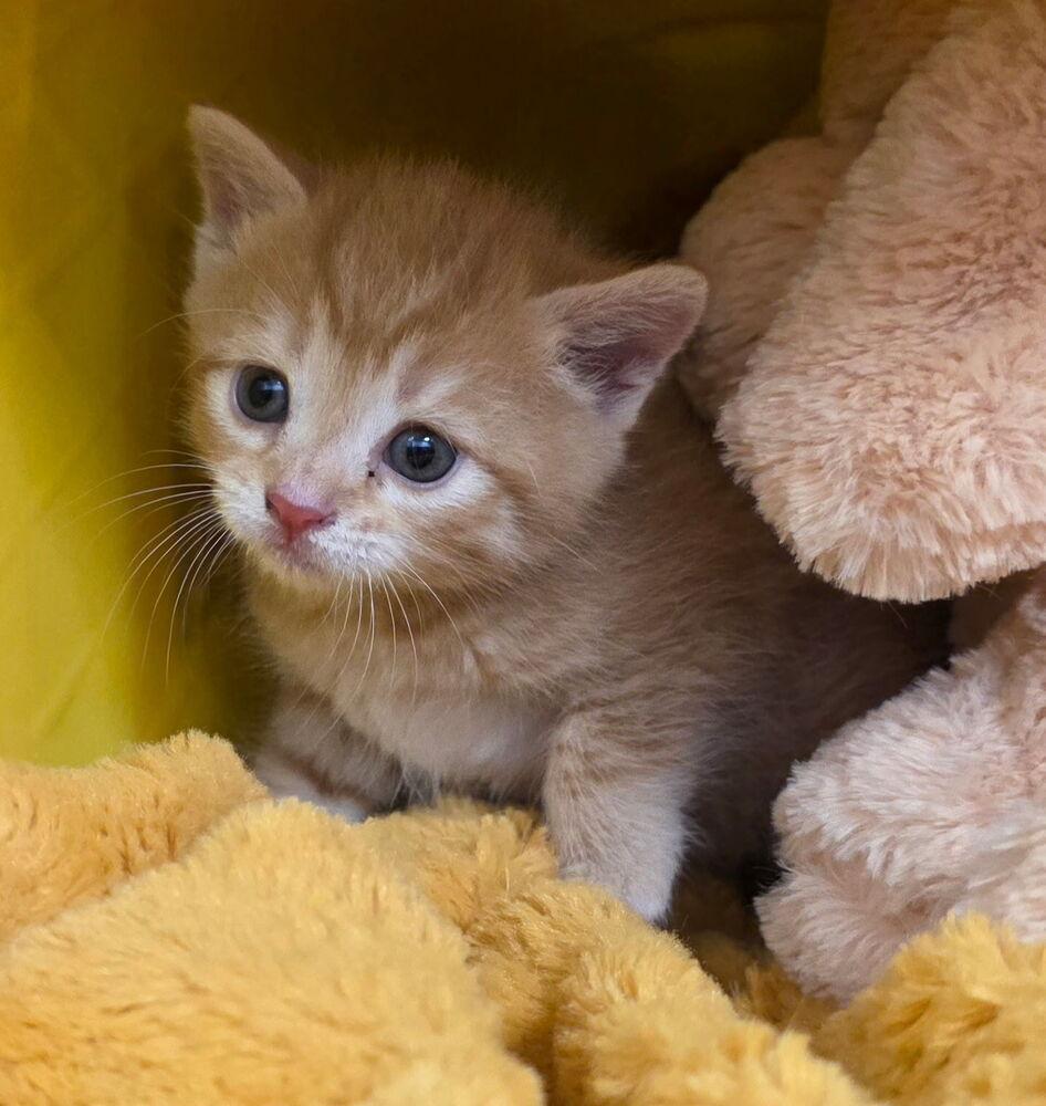 Bella, a Adoptable Domestic Medium Hair in Henrico, VA image 3/4