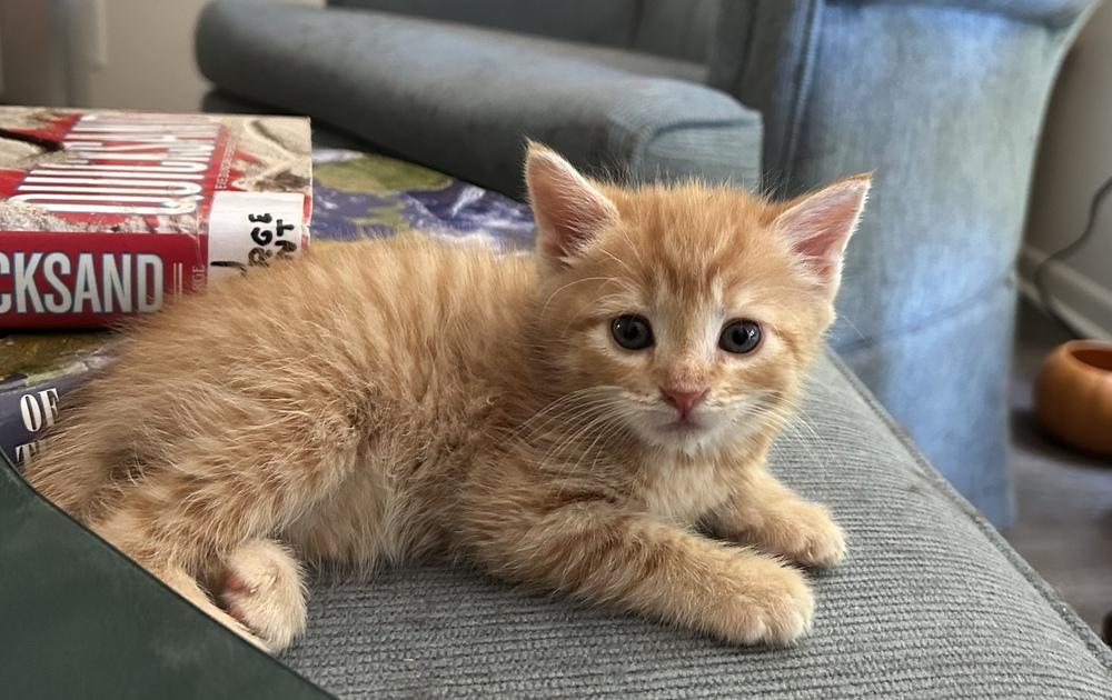 Bella, a Adoptable Domestic Medium Hair in Henrico, VA image 4/4