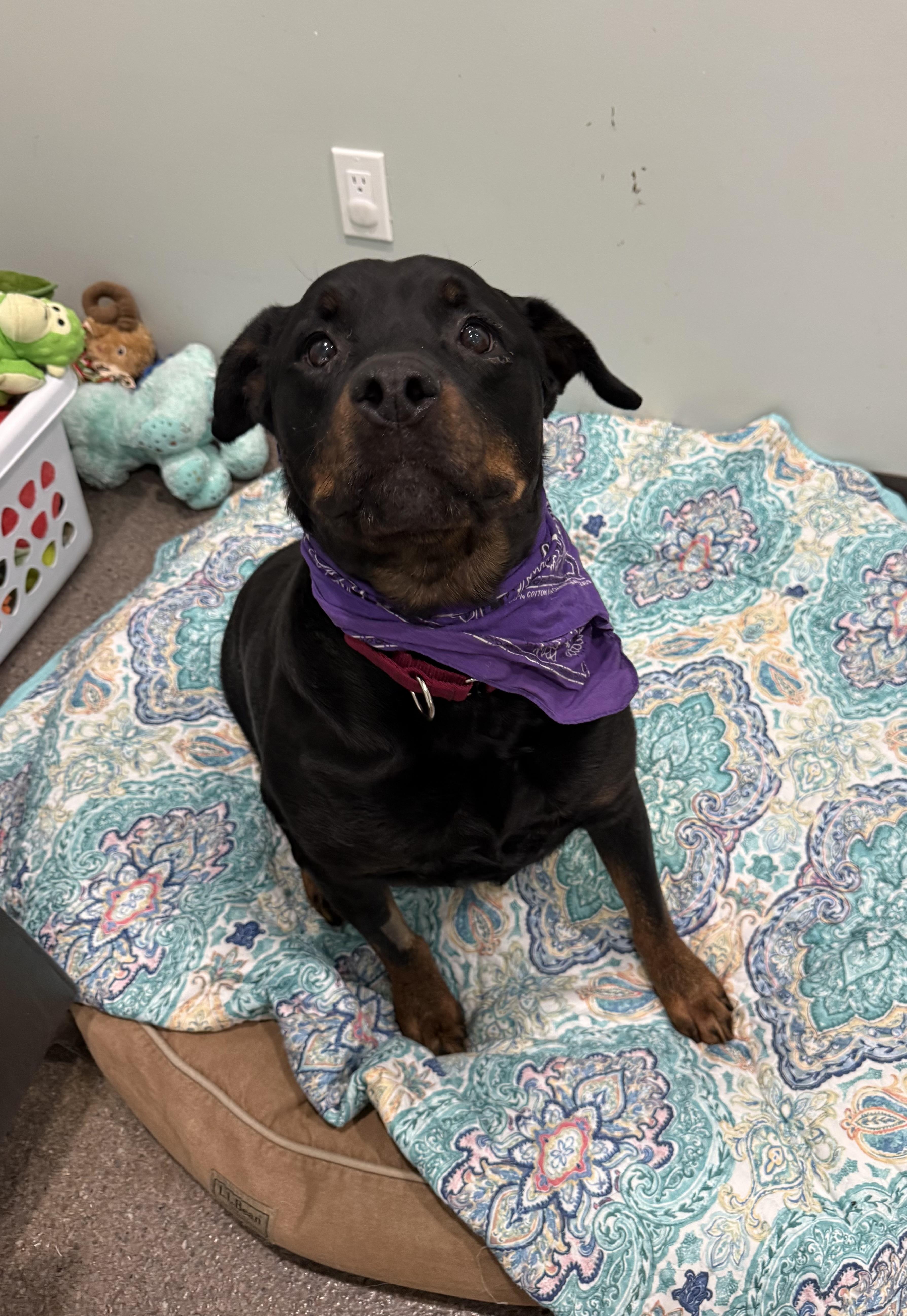 Enlarge Letty, an adopted Rottweiler in Sault Sainte Marie, MI image 3/3