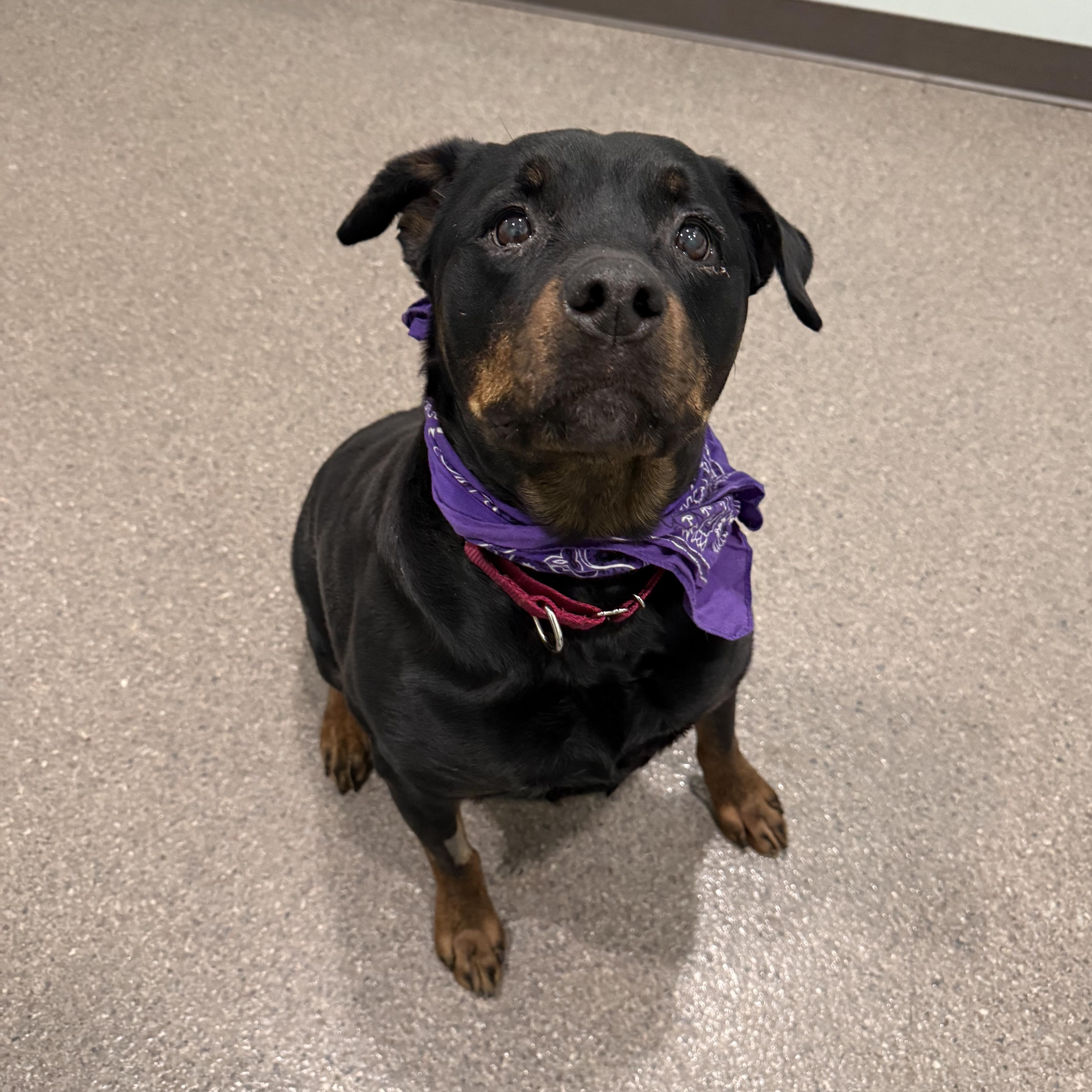 Enlarge Letty, an adopted Rottweiler in Sault Sainte Marie, MI image 1/3