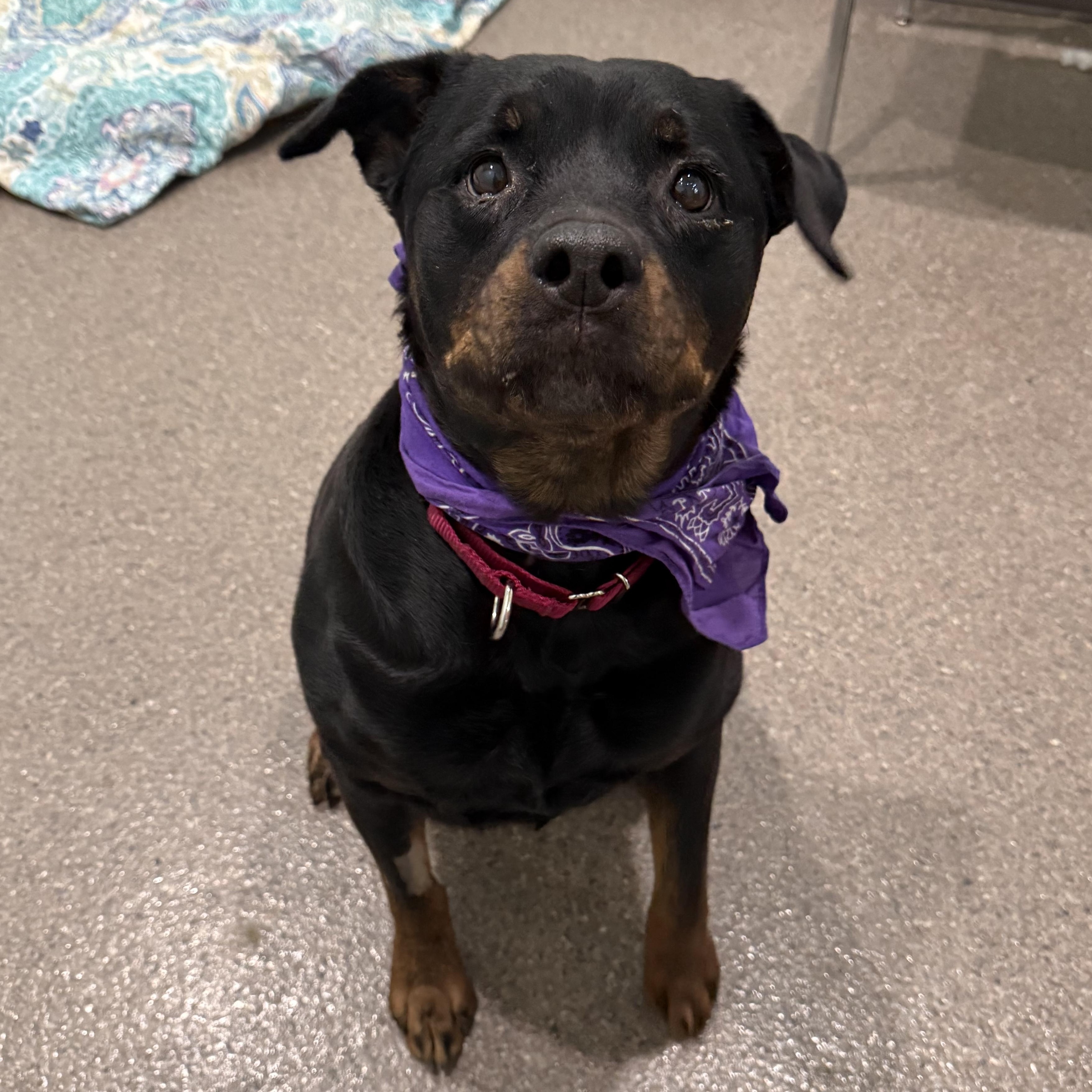 Enlarge Letty, an adopted Rottweiler in Sault Sainte Marie, MI image 2/3