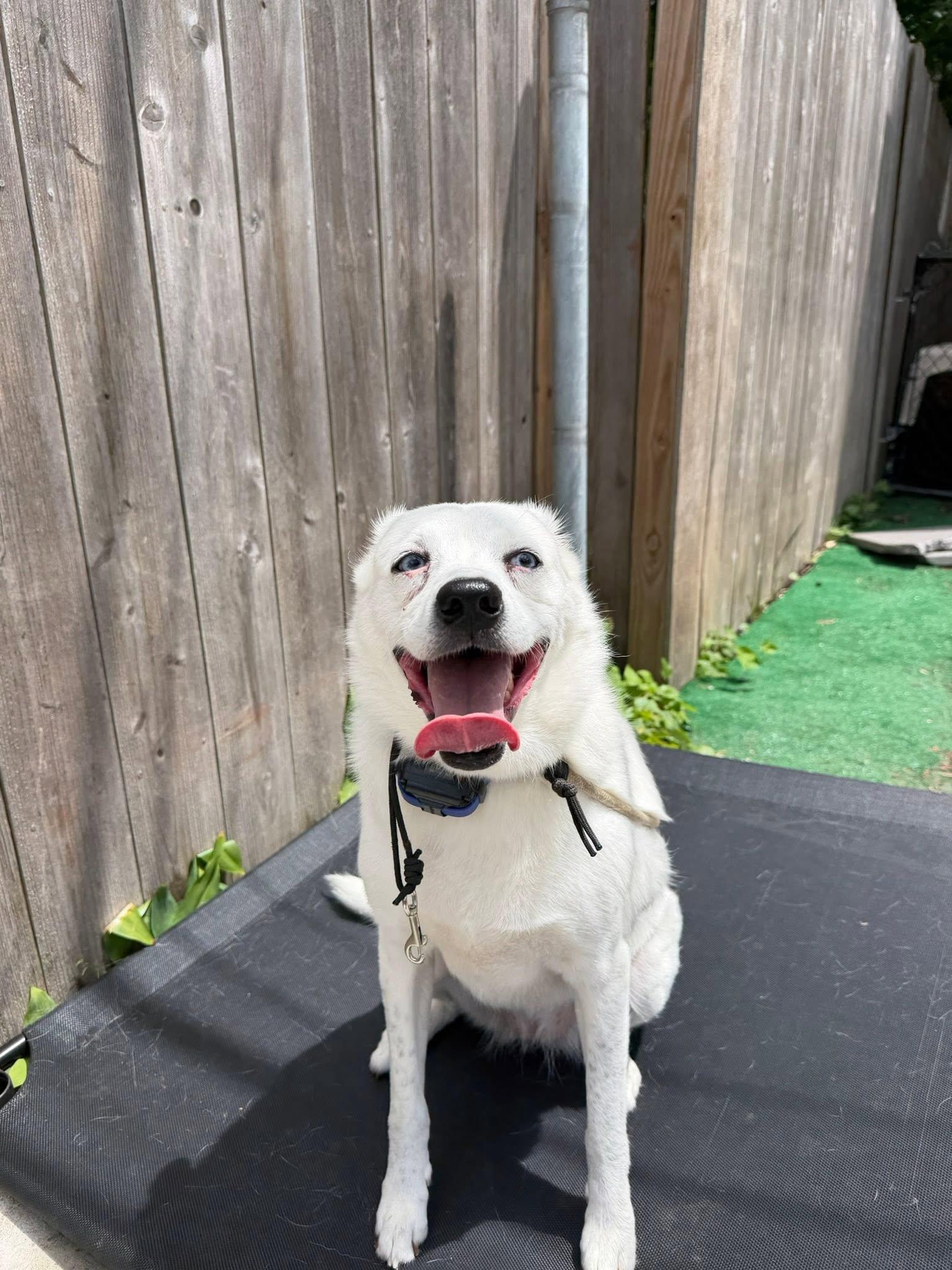 Maya, Adoptable, Adult Female Australian Cattle Dog / Blue Heeler & Husky.